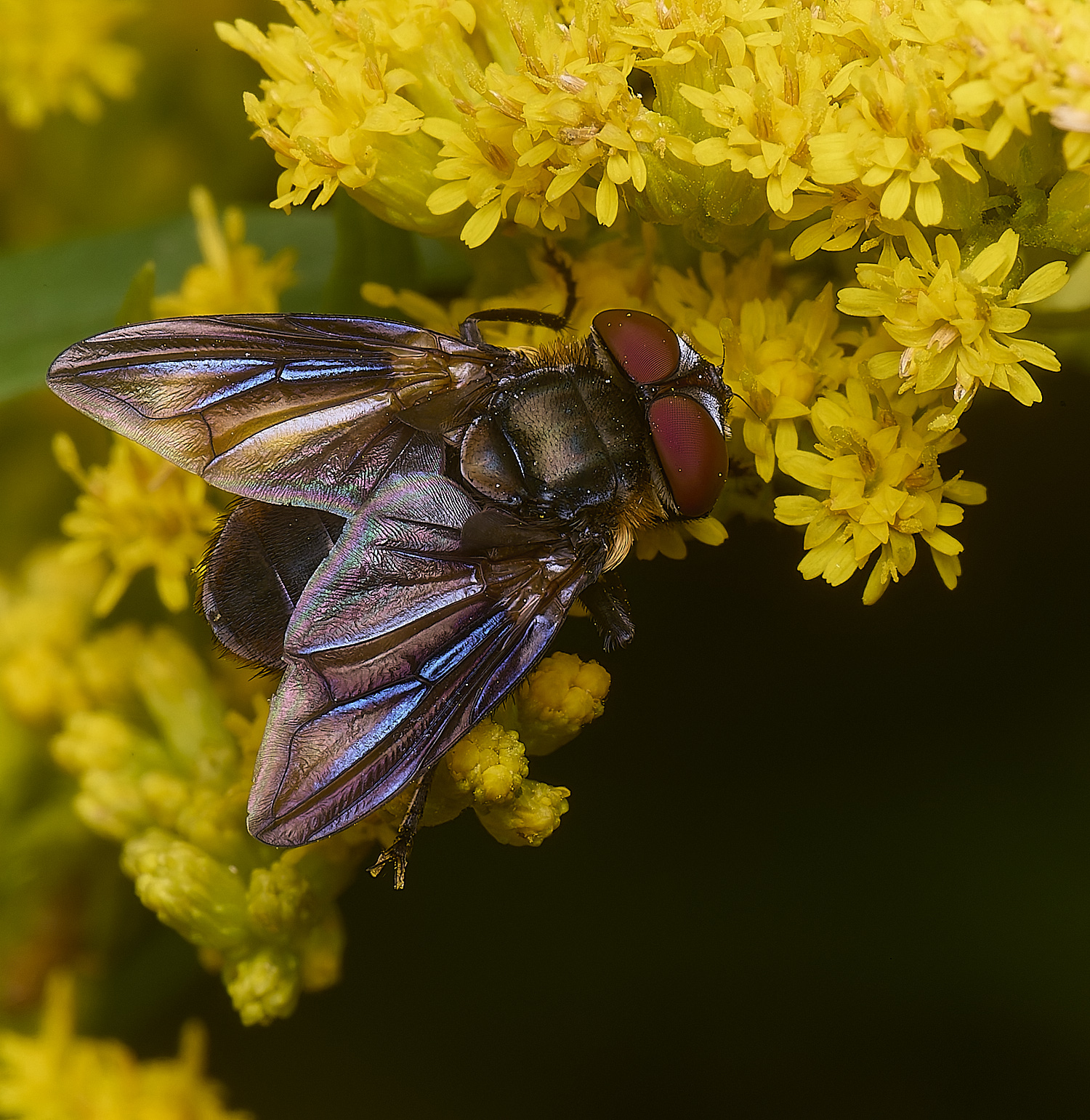 HanworthPhasiahemiptera170725-2