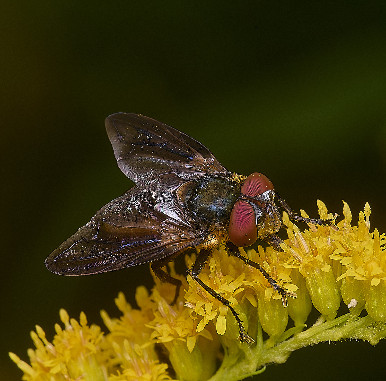 HanworthPhasiahemiptera170725-3