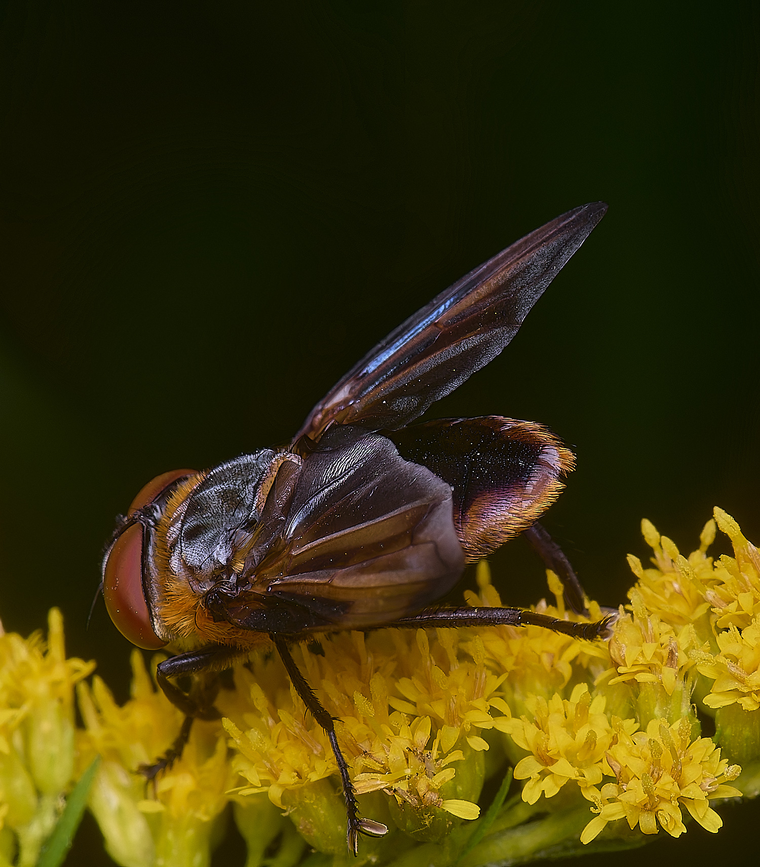 HanworthPhasiahemiptera170725-4