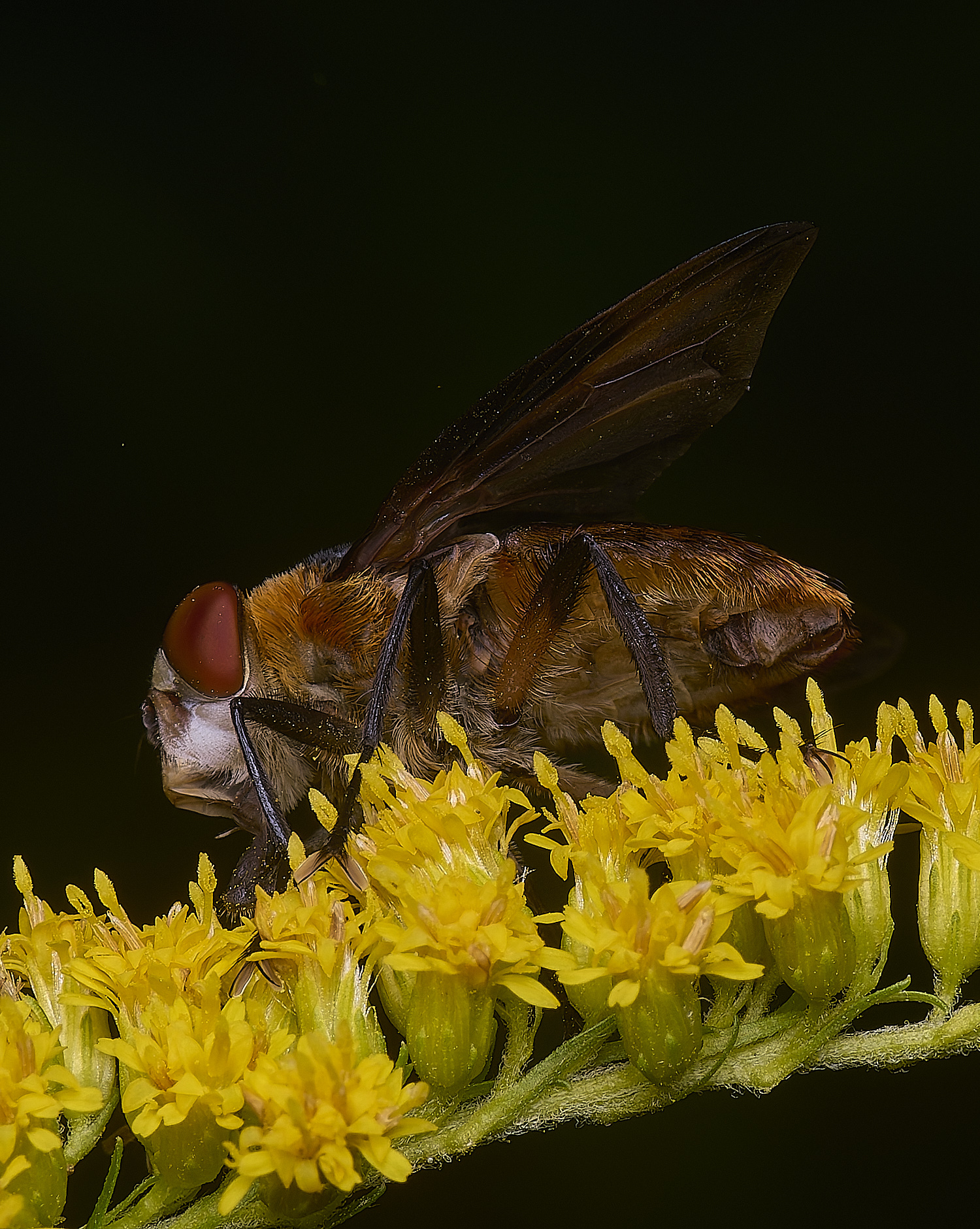 HanworthPhasiahemiptera170725-5