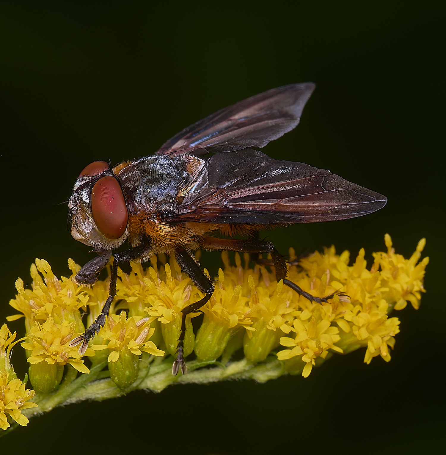 HanworthPhasiahemiptera170725-6