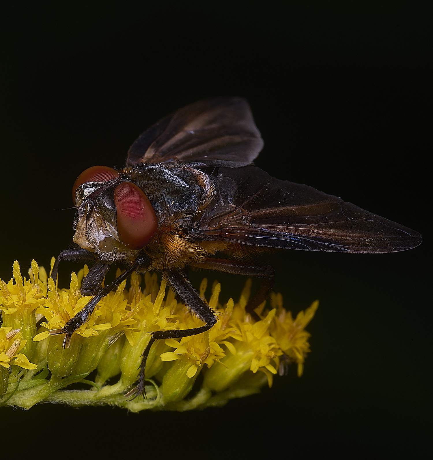 HanworthPhasiahemiptera170725-8
