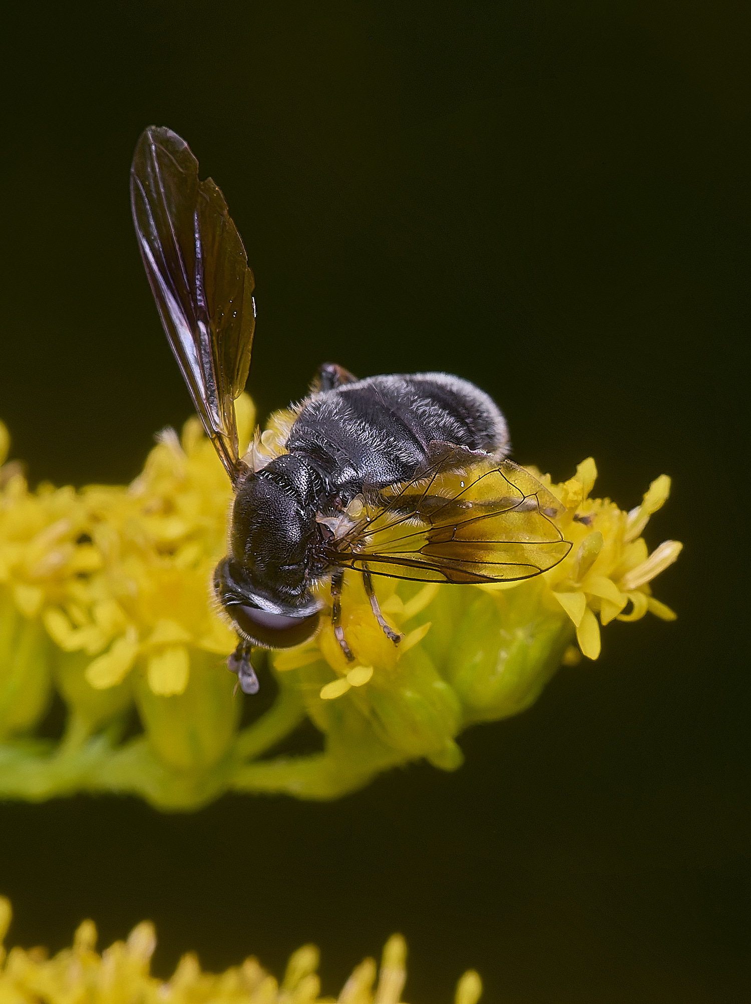 HanworthPipizaSp200725-2