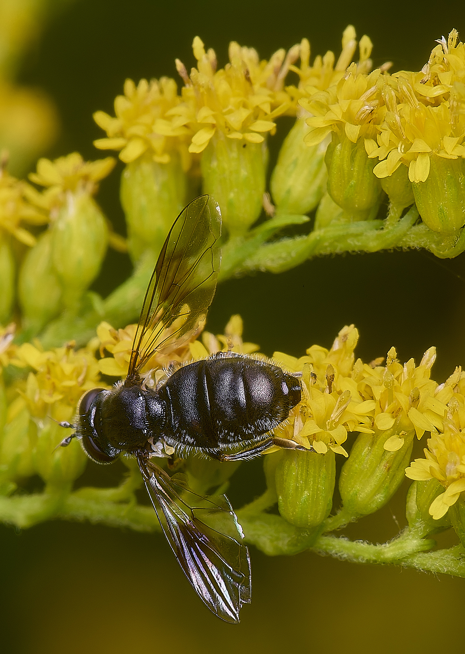 HanworthPipizaSp200725-3