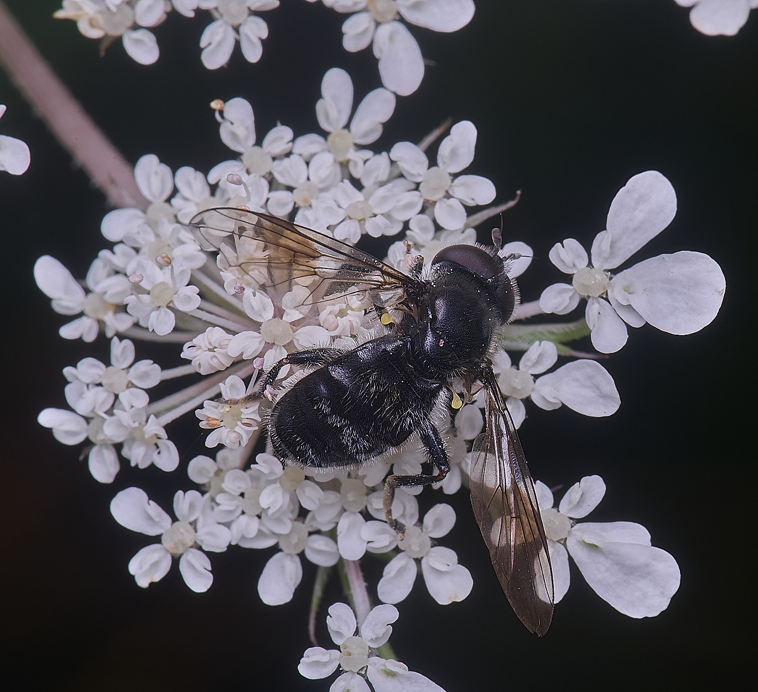 HanworthPipizaSp200725-4