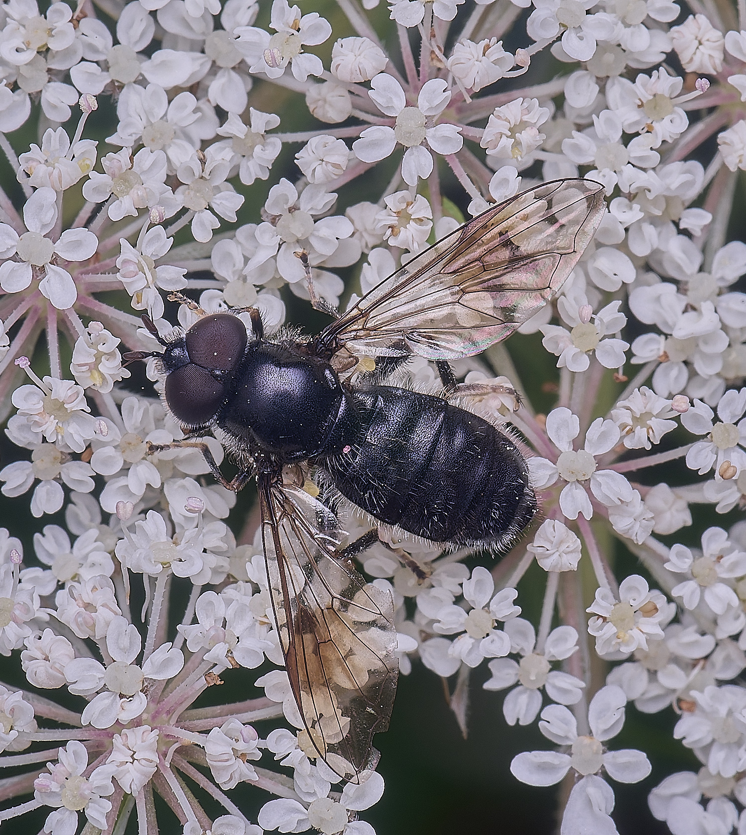 HanworthPipizaSp200725-6