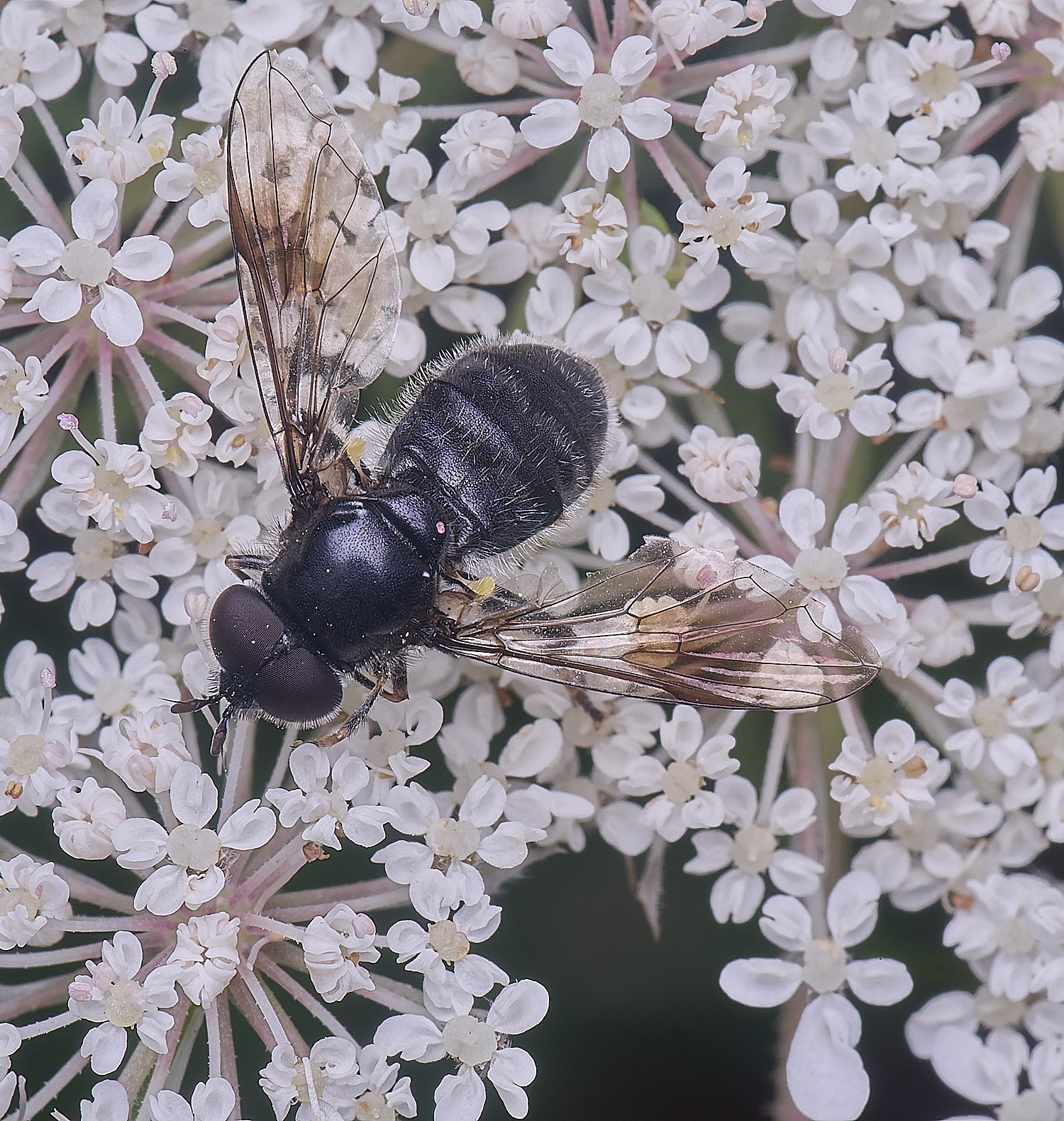 HanworthPipizaSp200725-7