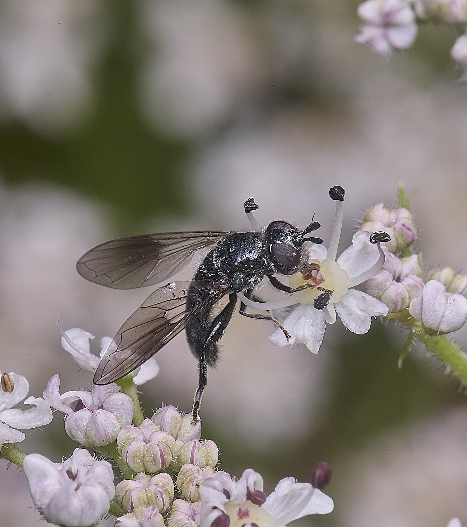 HanworthPipizaSp210725-4