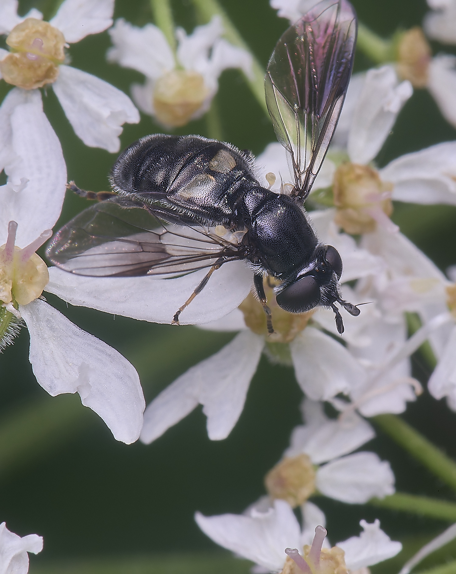 HanworthPipizaSp2210725-1