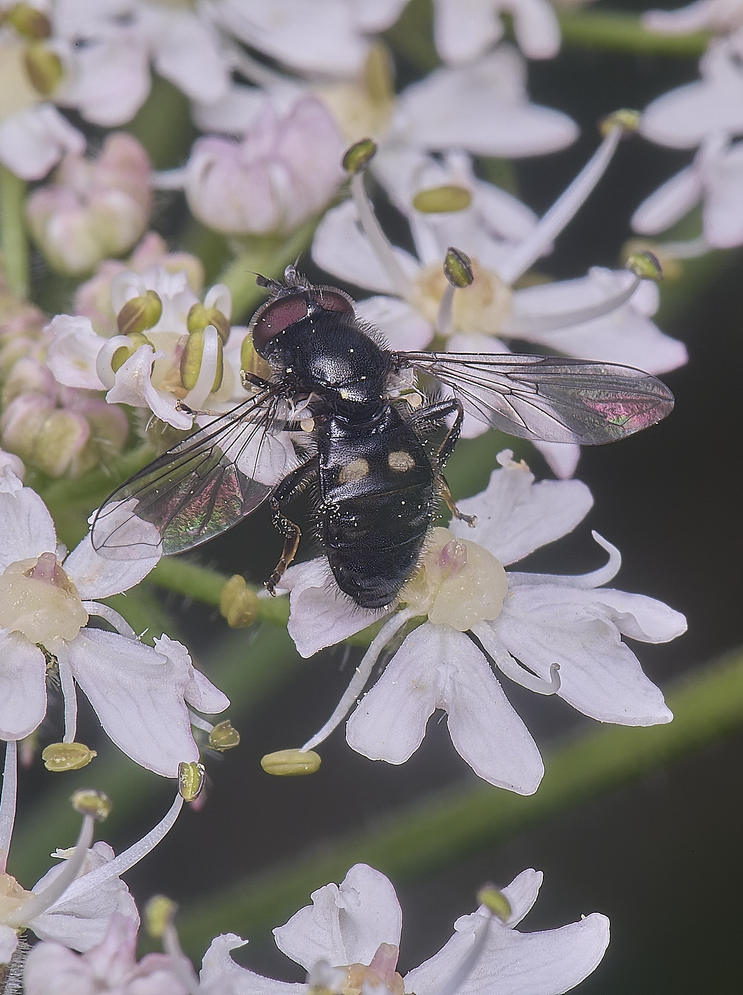 HanworthPnoctiluca200725-1