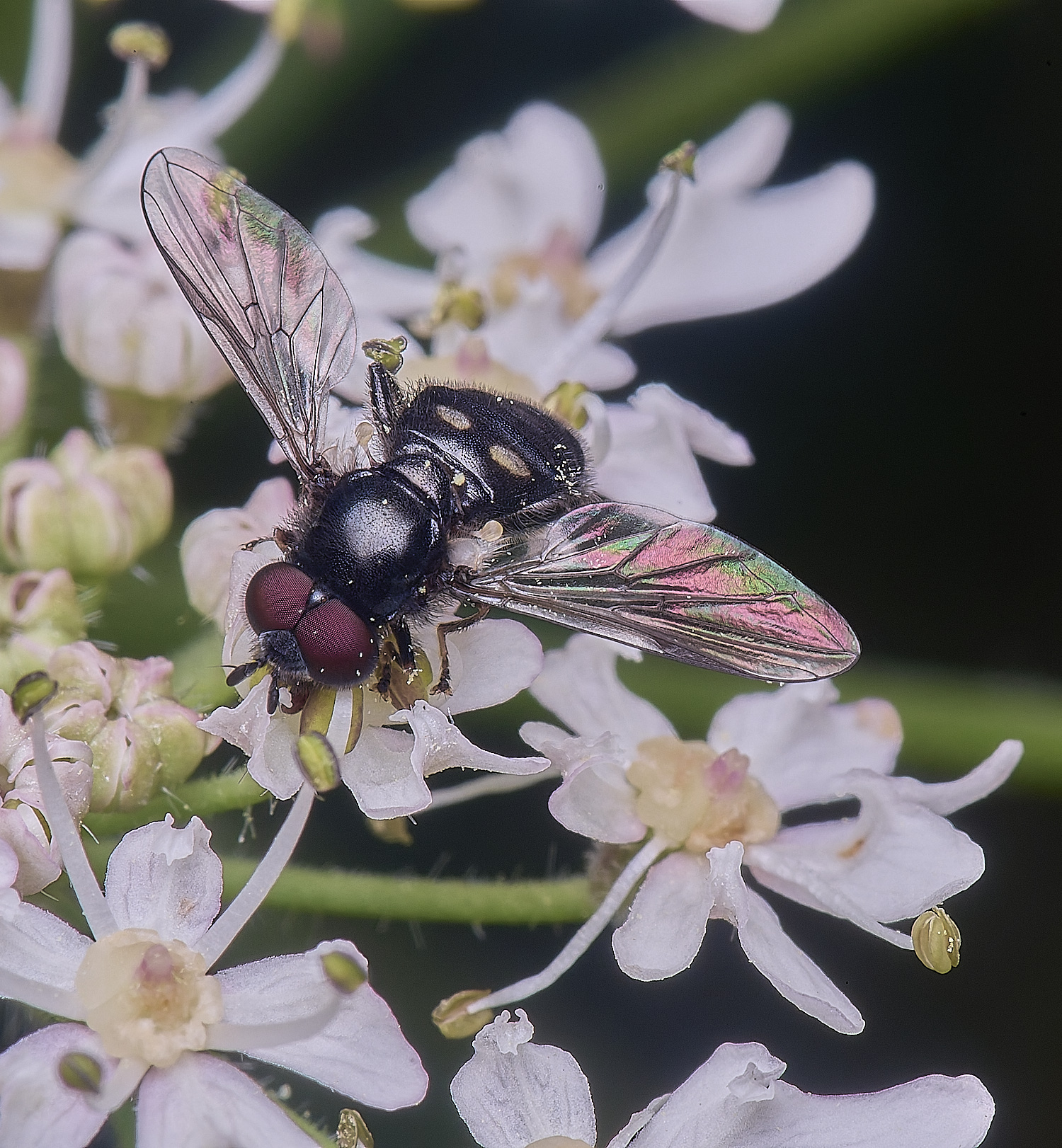 HanworthPnoctiluca200725-3