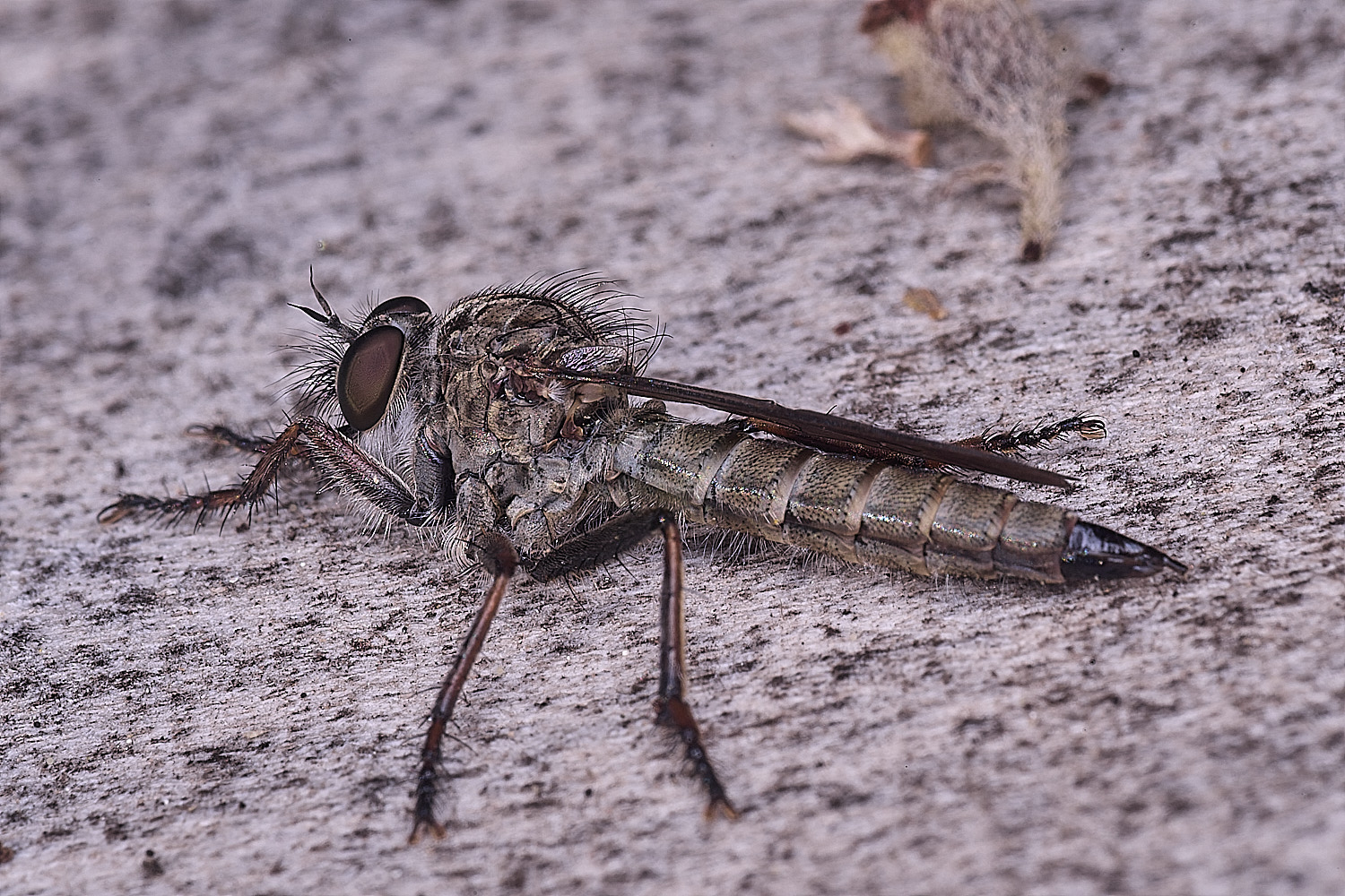 HanworthRobberfly010825-3