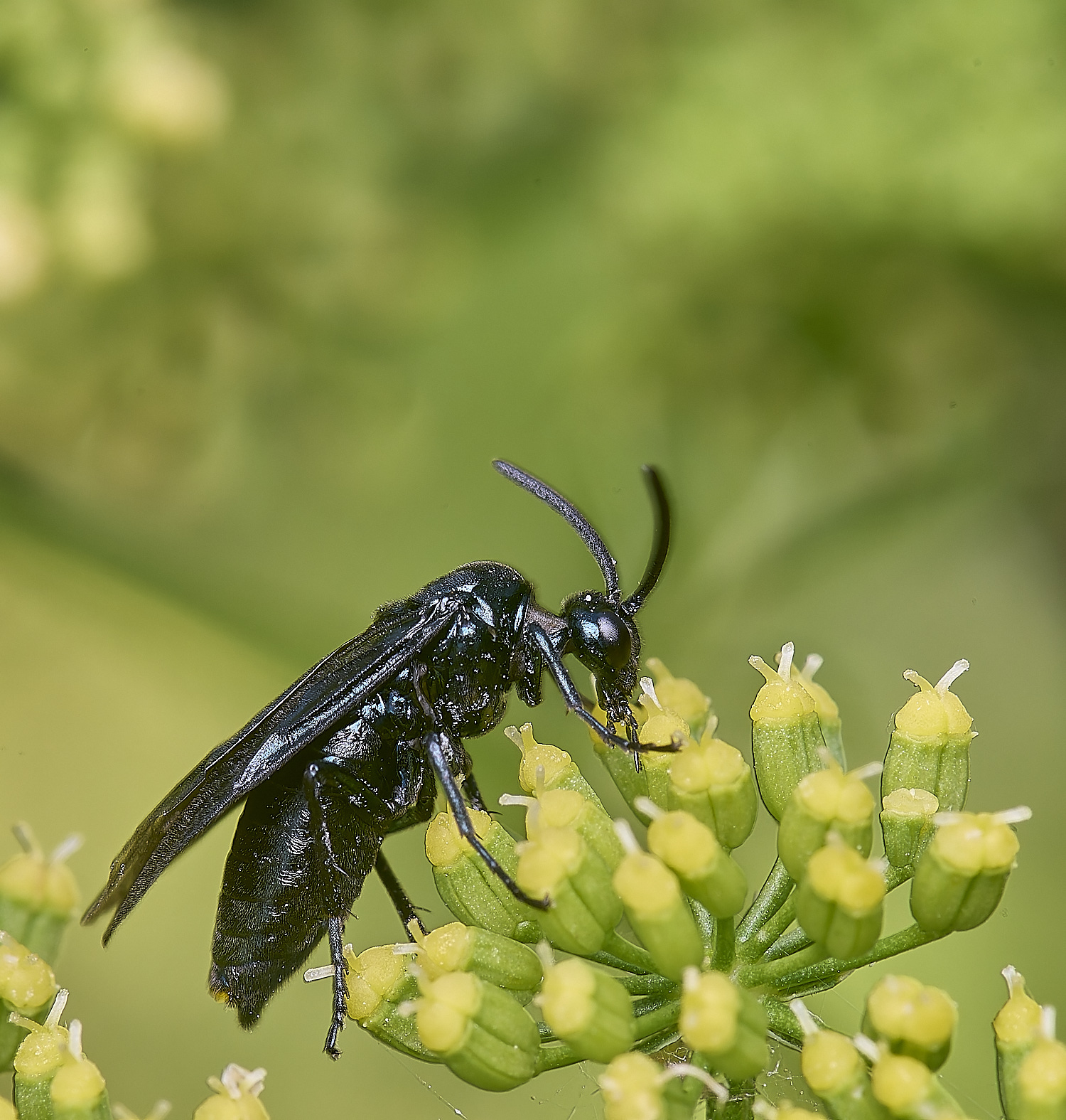 HanworthSawfly160725-1