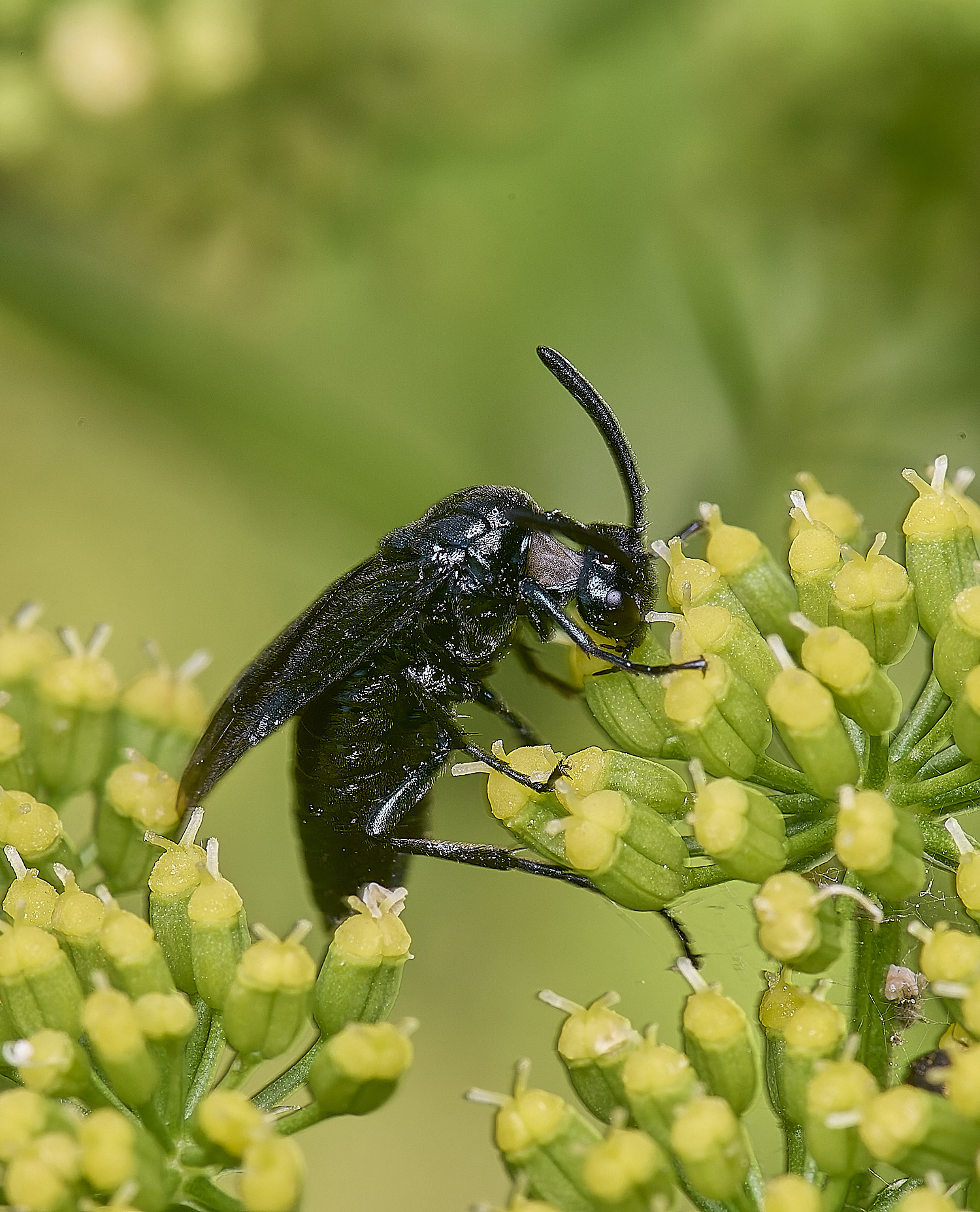 HanworthSawfly160725-2