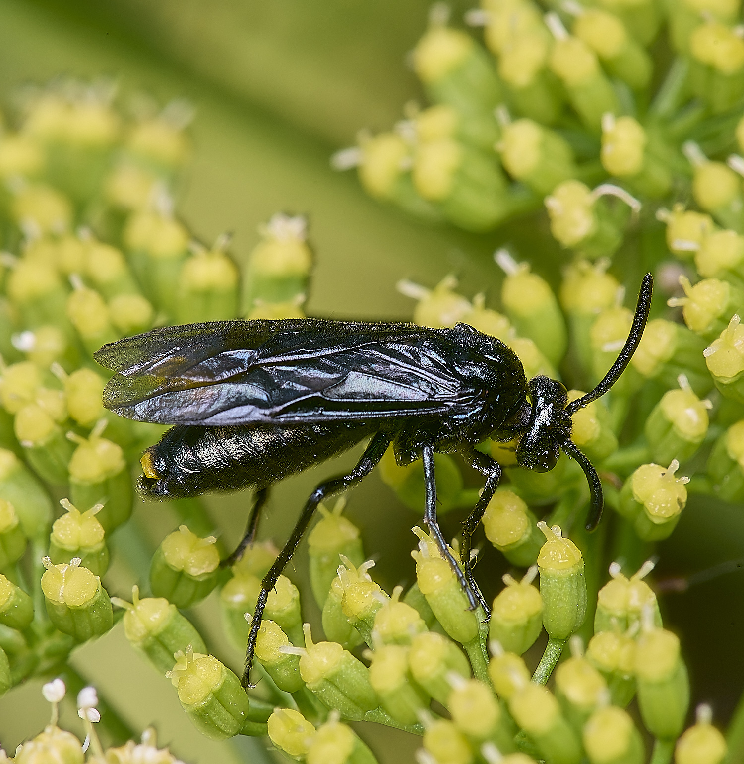 HanworthSawfly160725-3