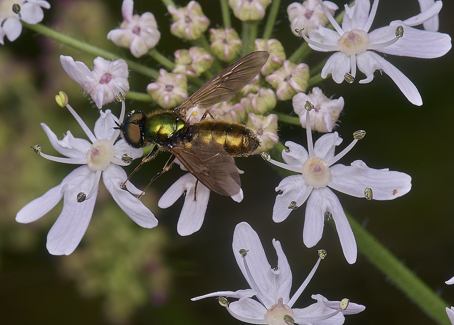 HanworthSoldierCformosa210725-1