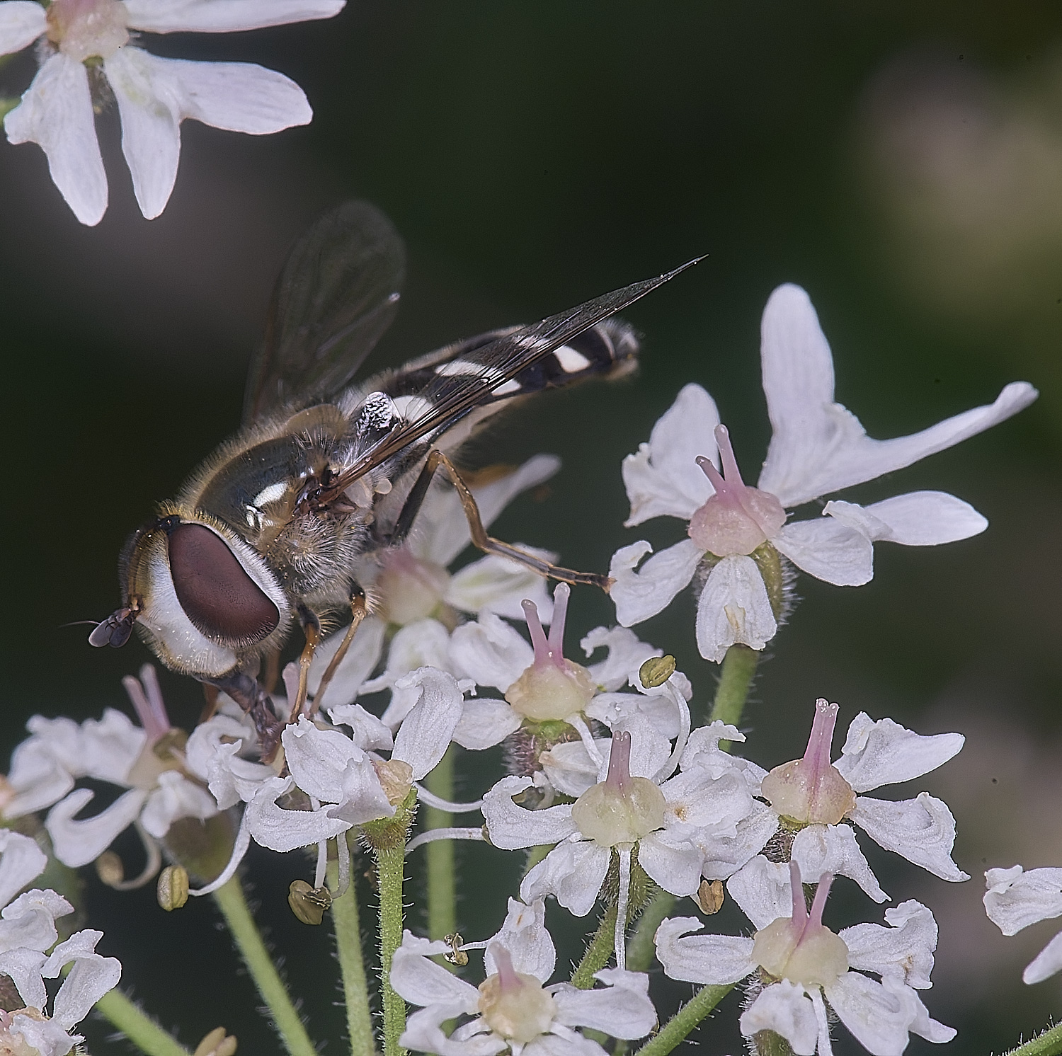 HanworthSpyrastri200725-1
