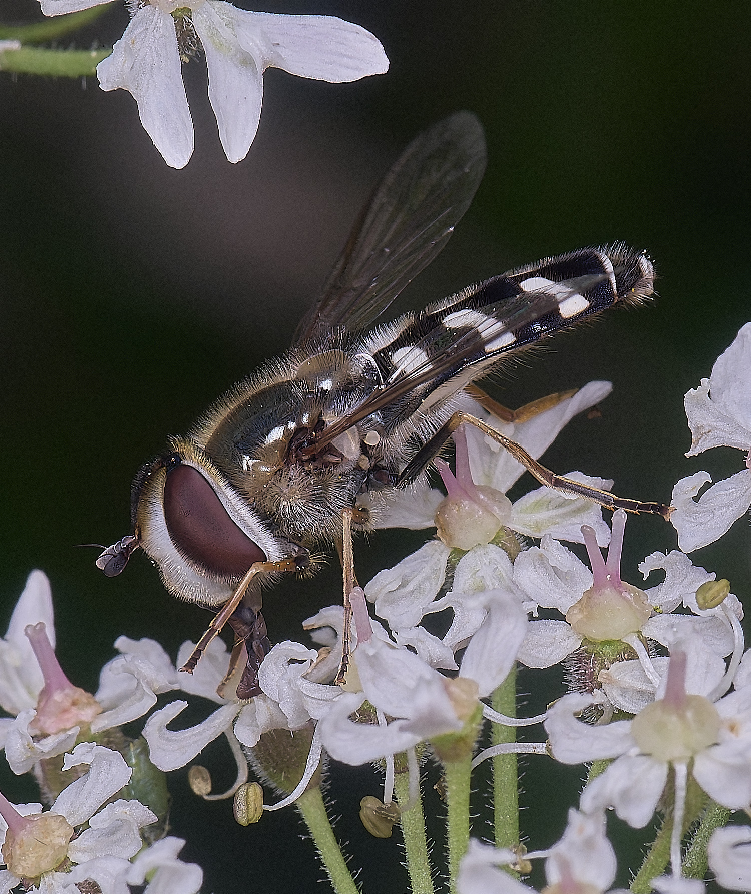 HanworthSpyrastri200725-2