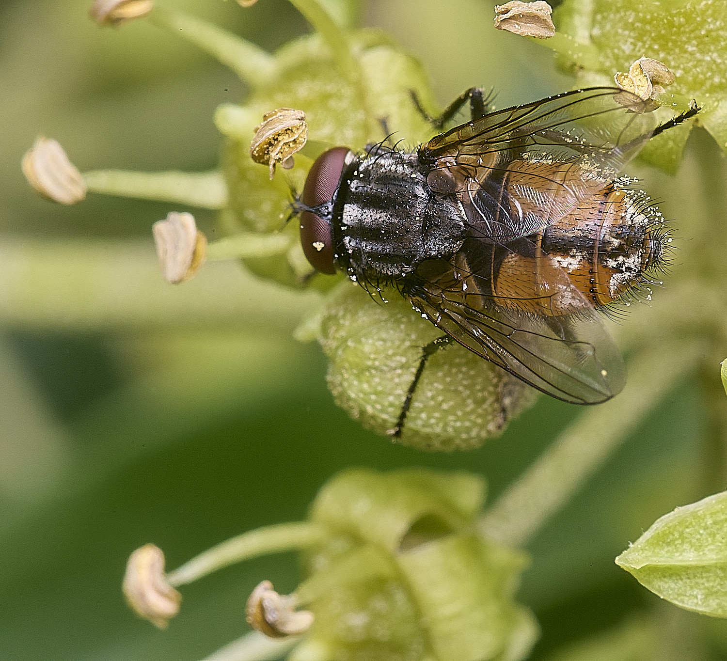 HanworthTachinid300925-1