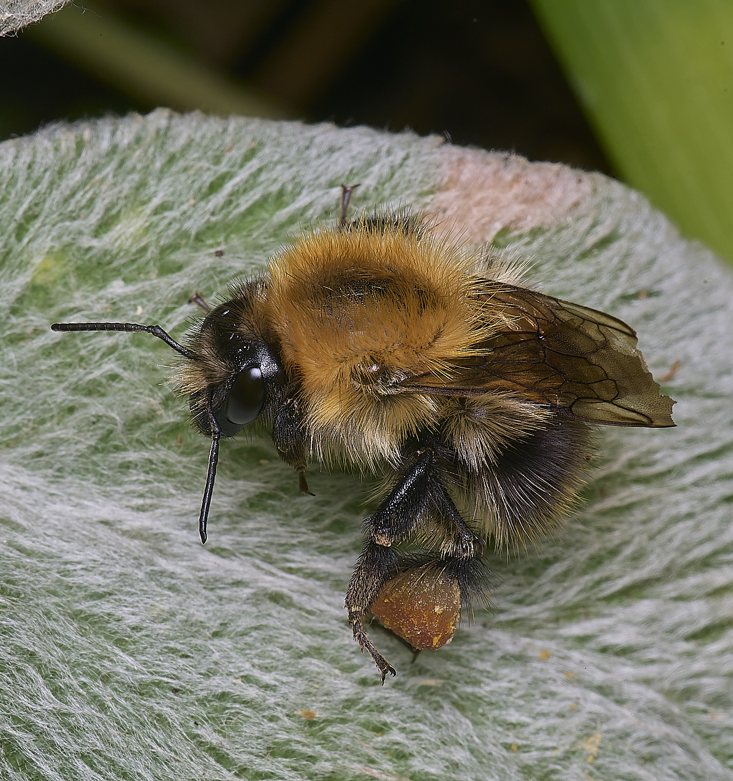 HanworthtreeBumbleBee010725-1