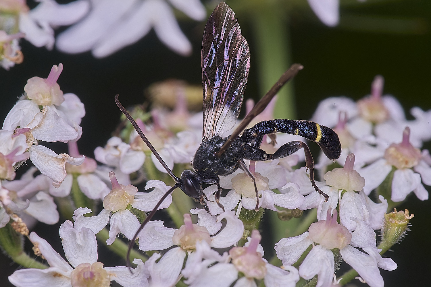 HanworthUnkown220725-1