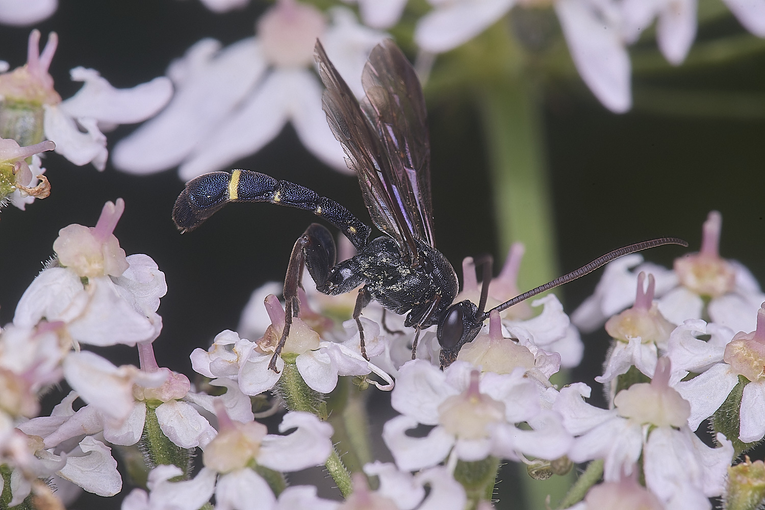 HanworthUnkown220725-10