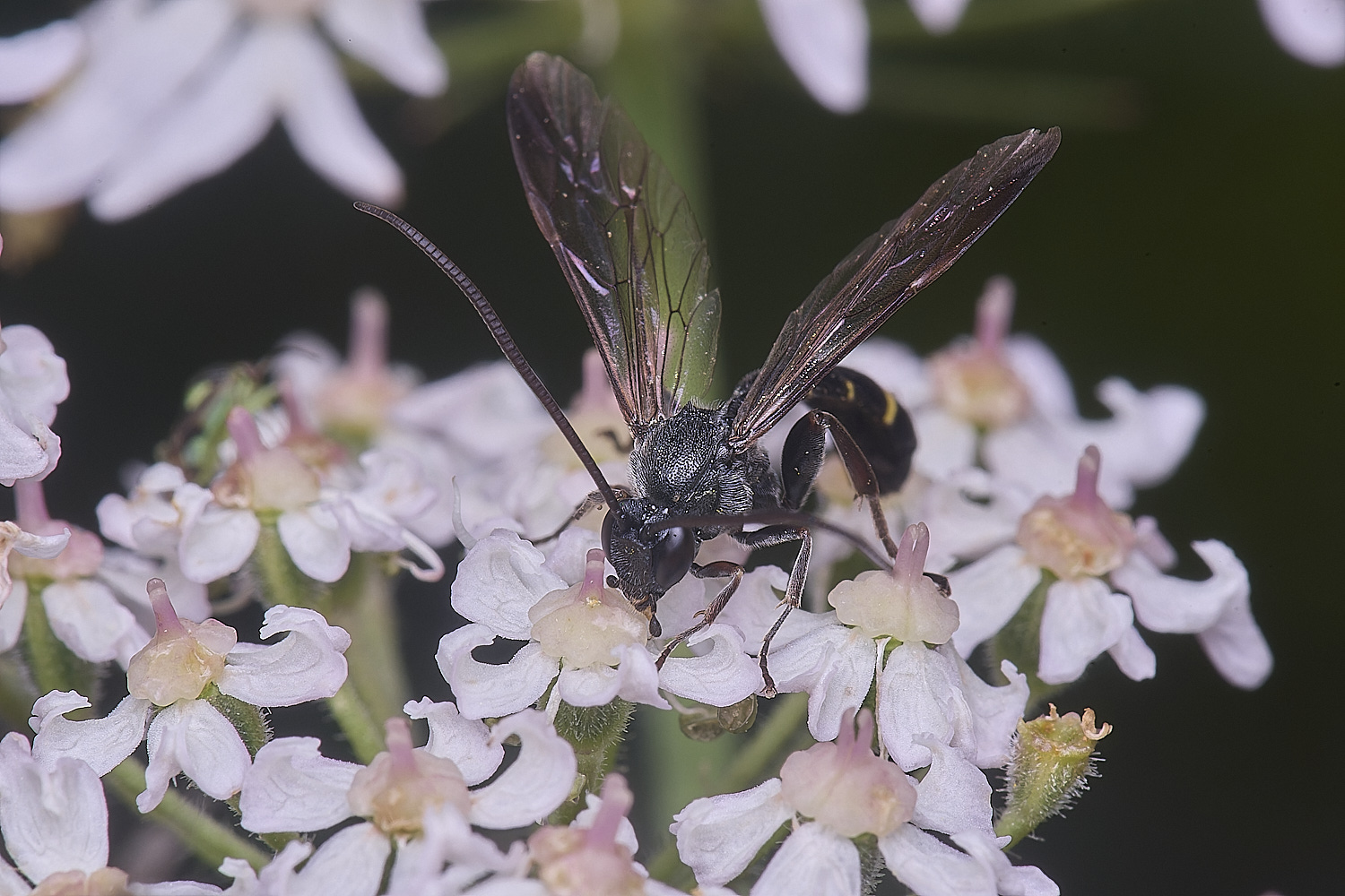 HanworthUnkown220725-2