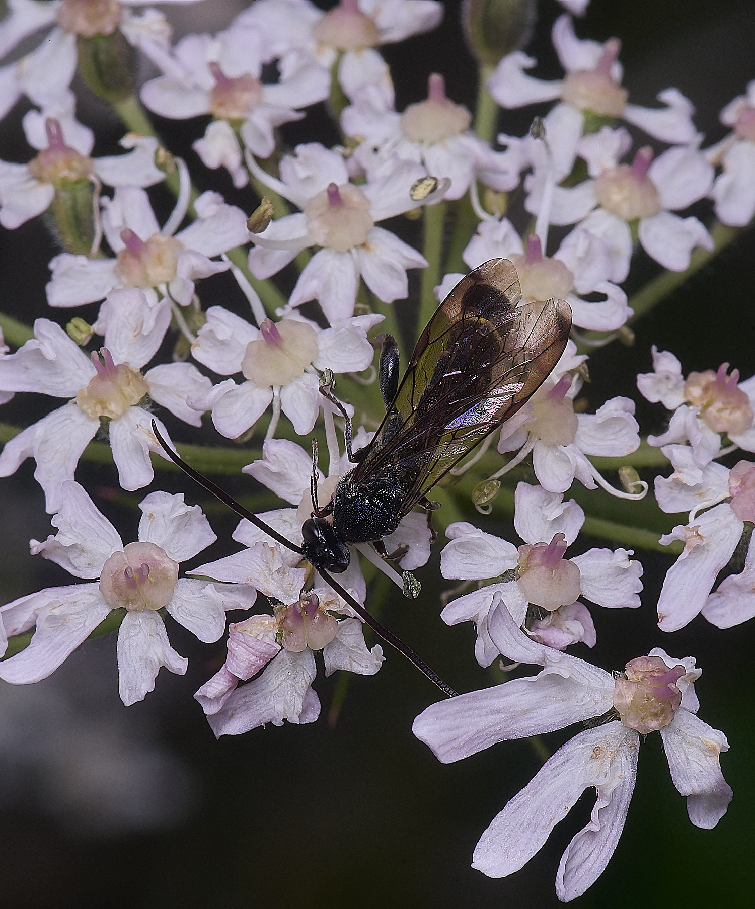 HanworthUnkown220725-4