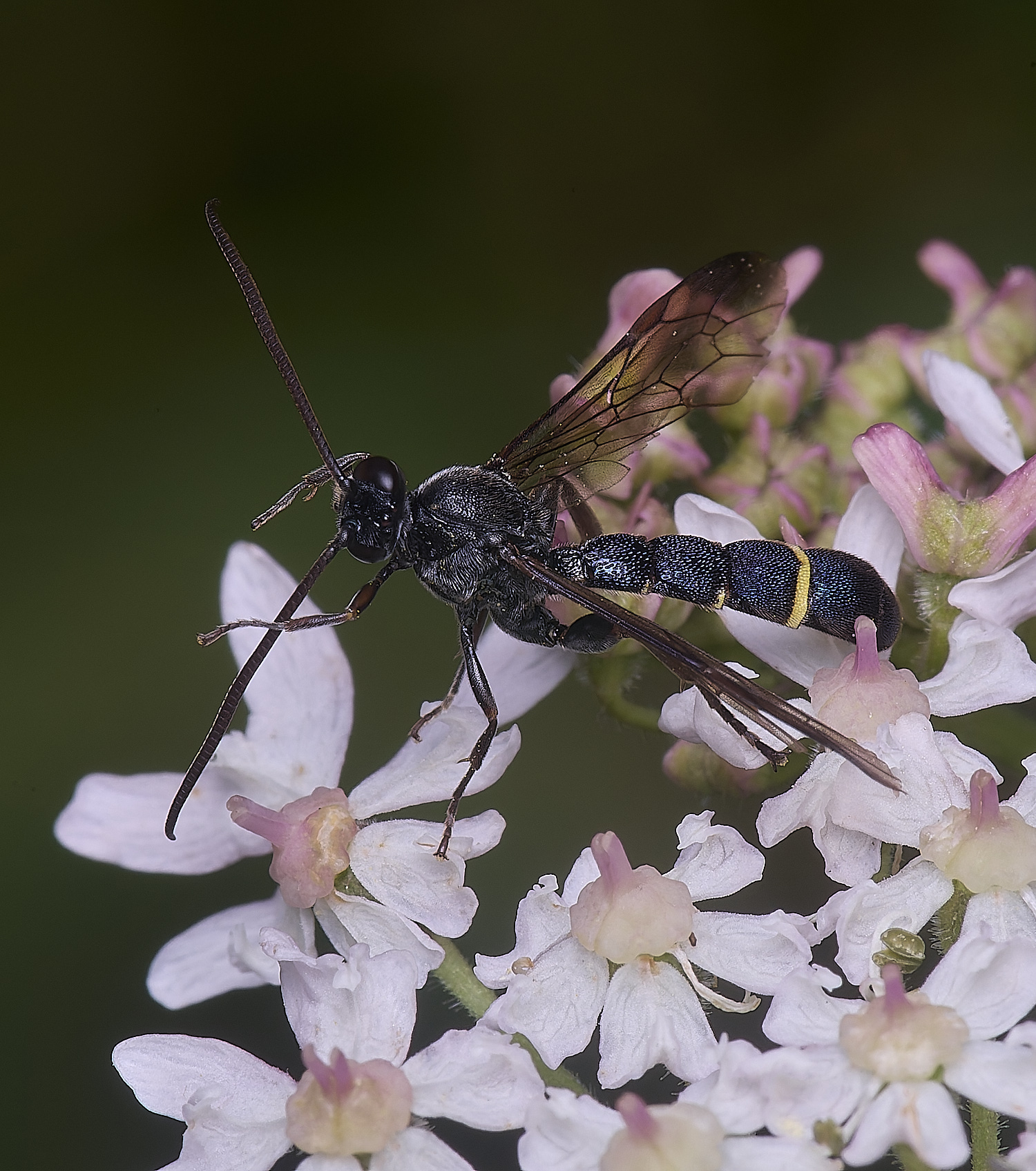 HanworthUnkown220725-7 1