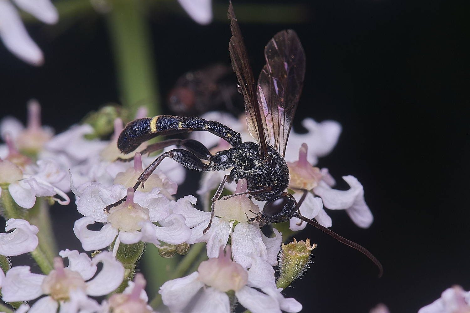 HanworthUnkown220725-8