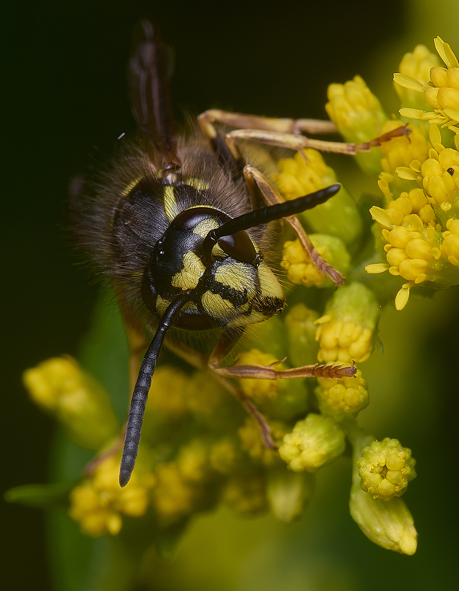 HanworthVvulgaris210725-1