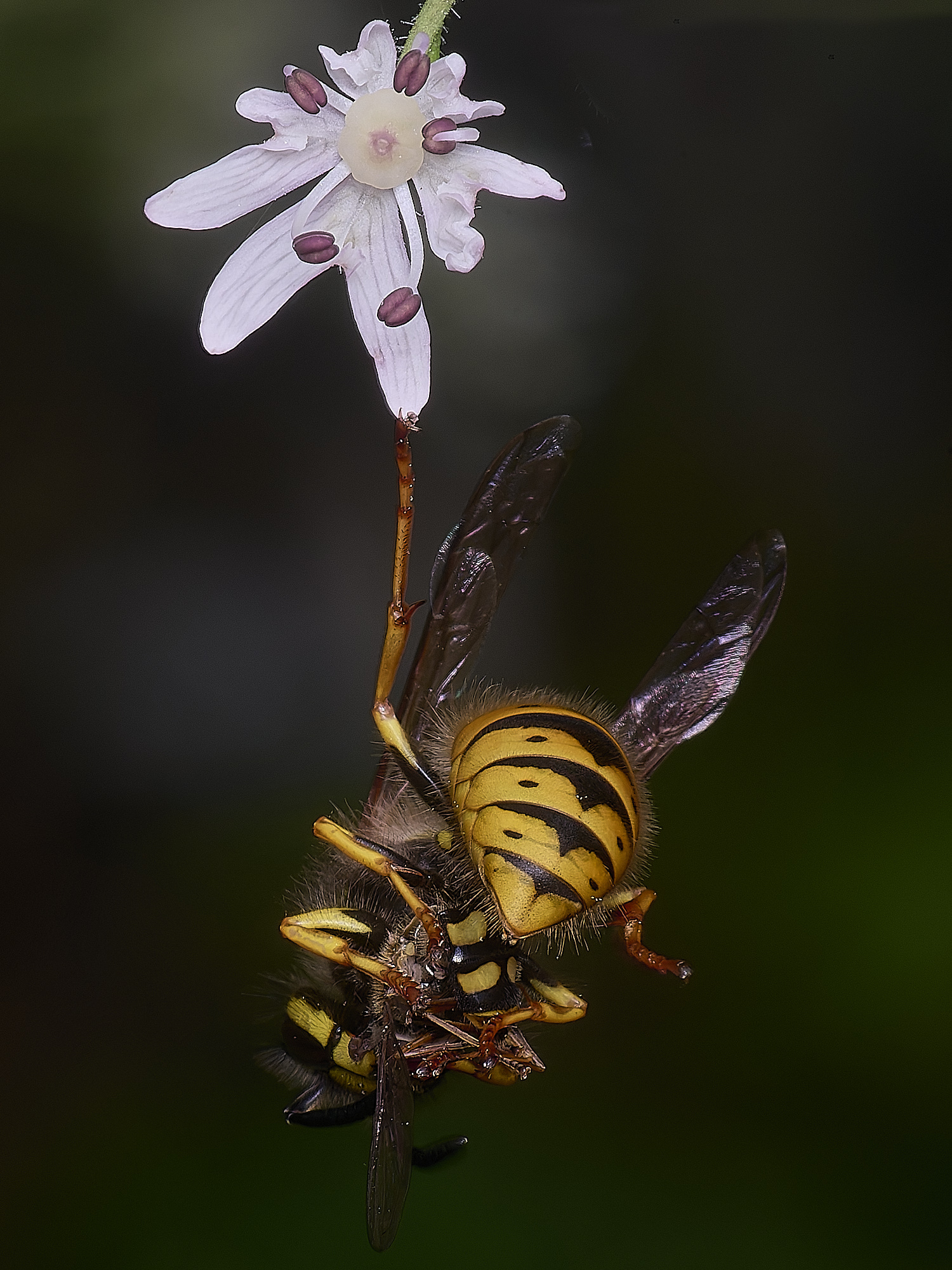 HanworthVvulgaris210725-2