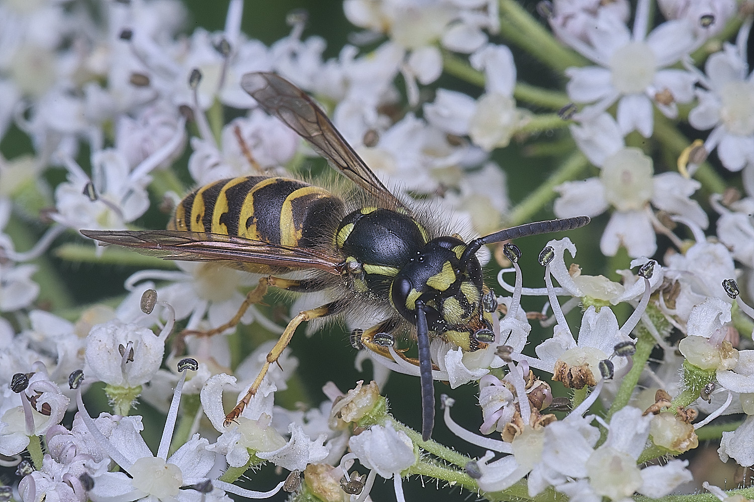 HanworthVvulgaris300725-1