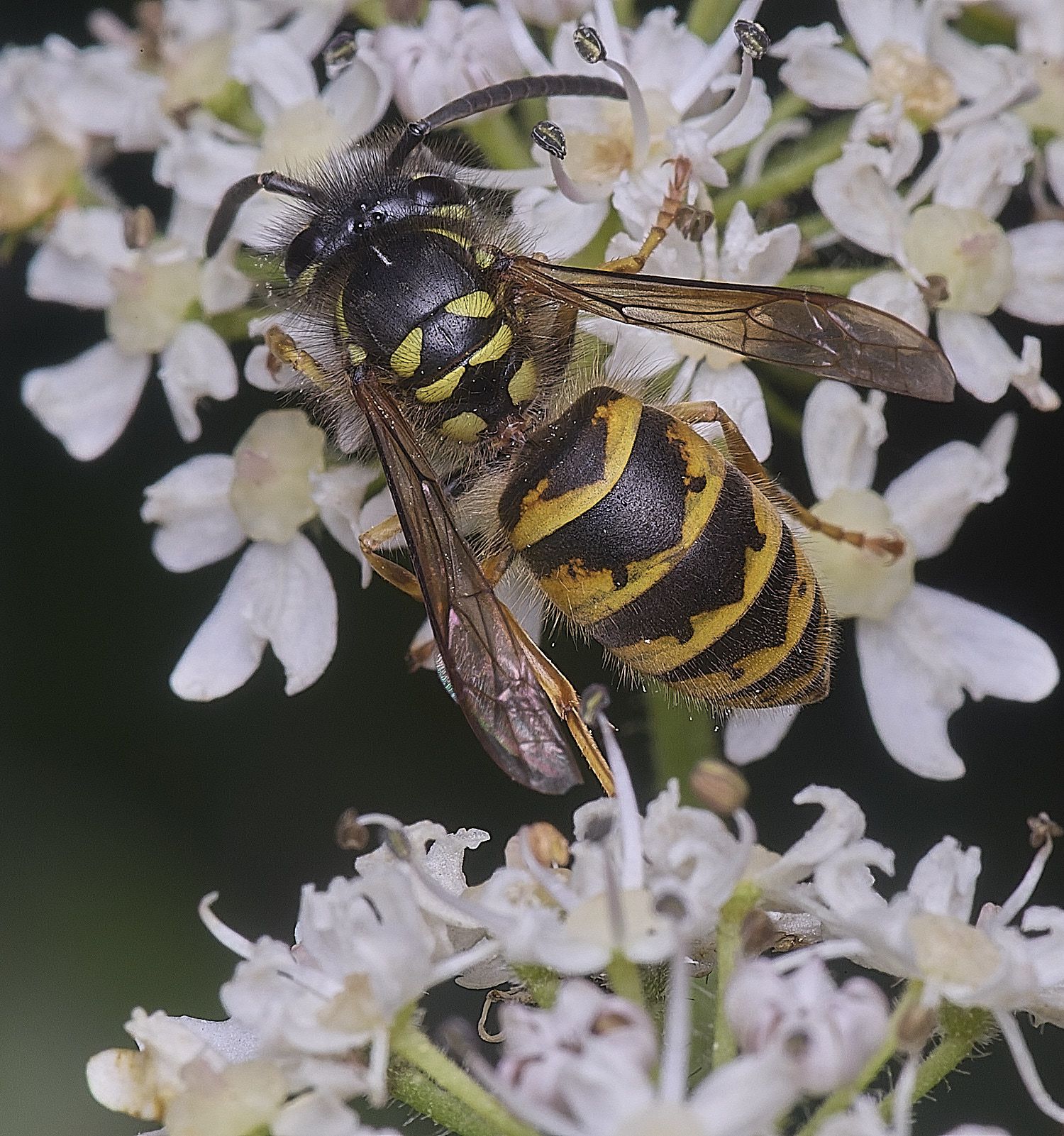 HanworthVvulgaris300725-3