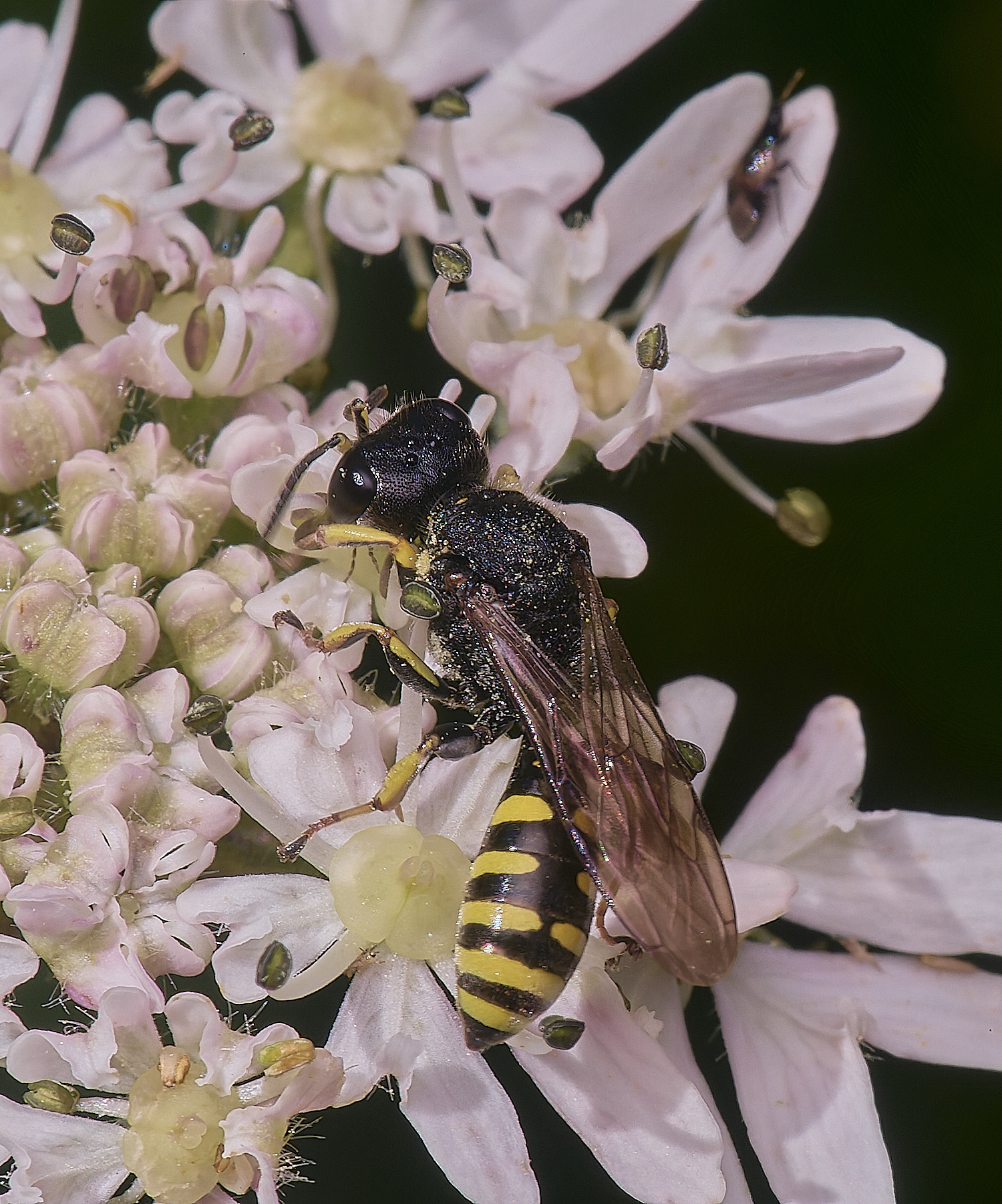 HanworthWasp180725-1