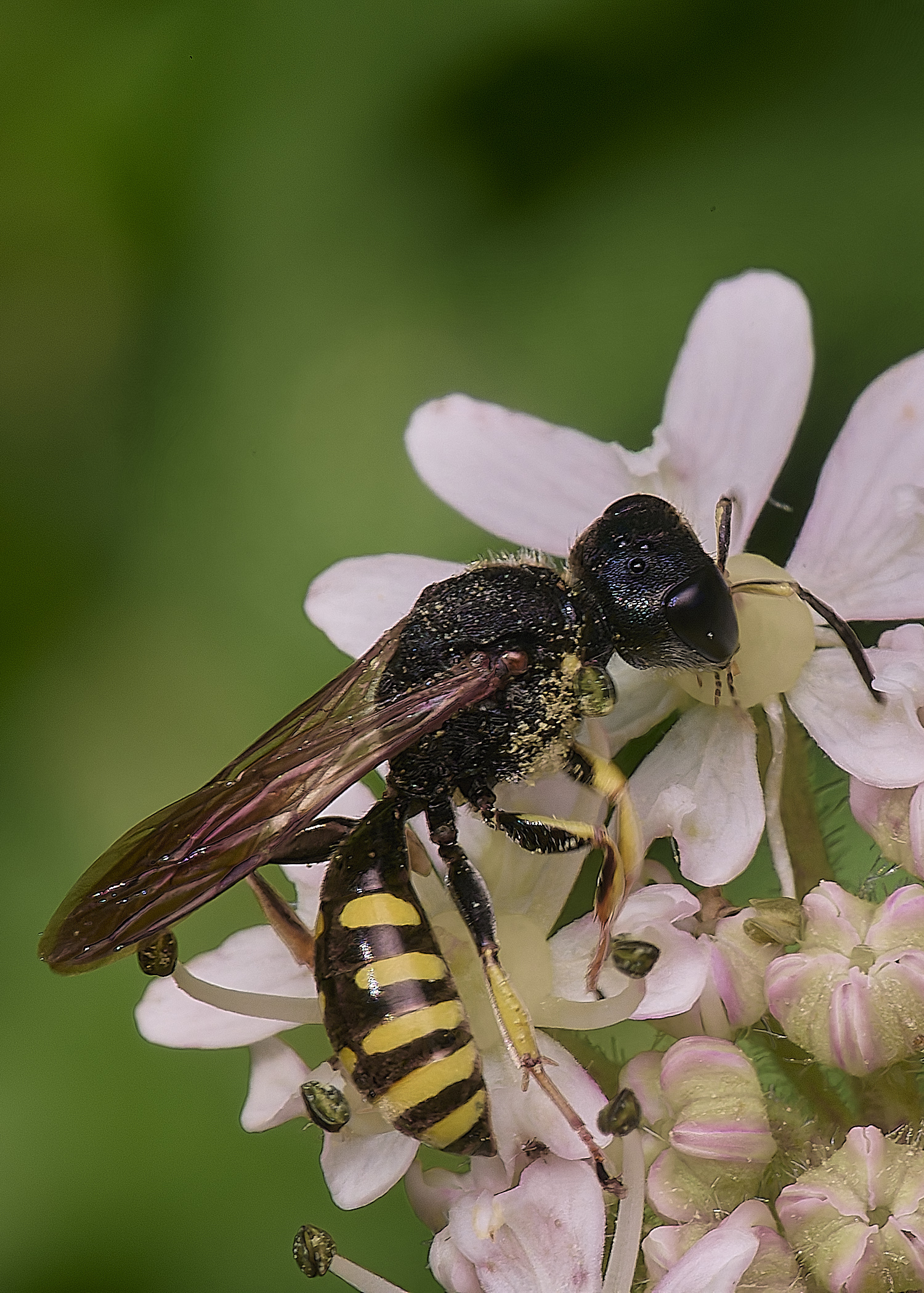 HanworthWasp180725-2