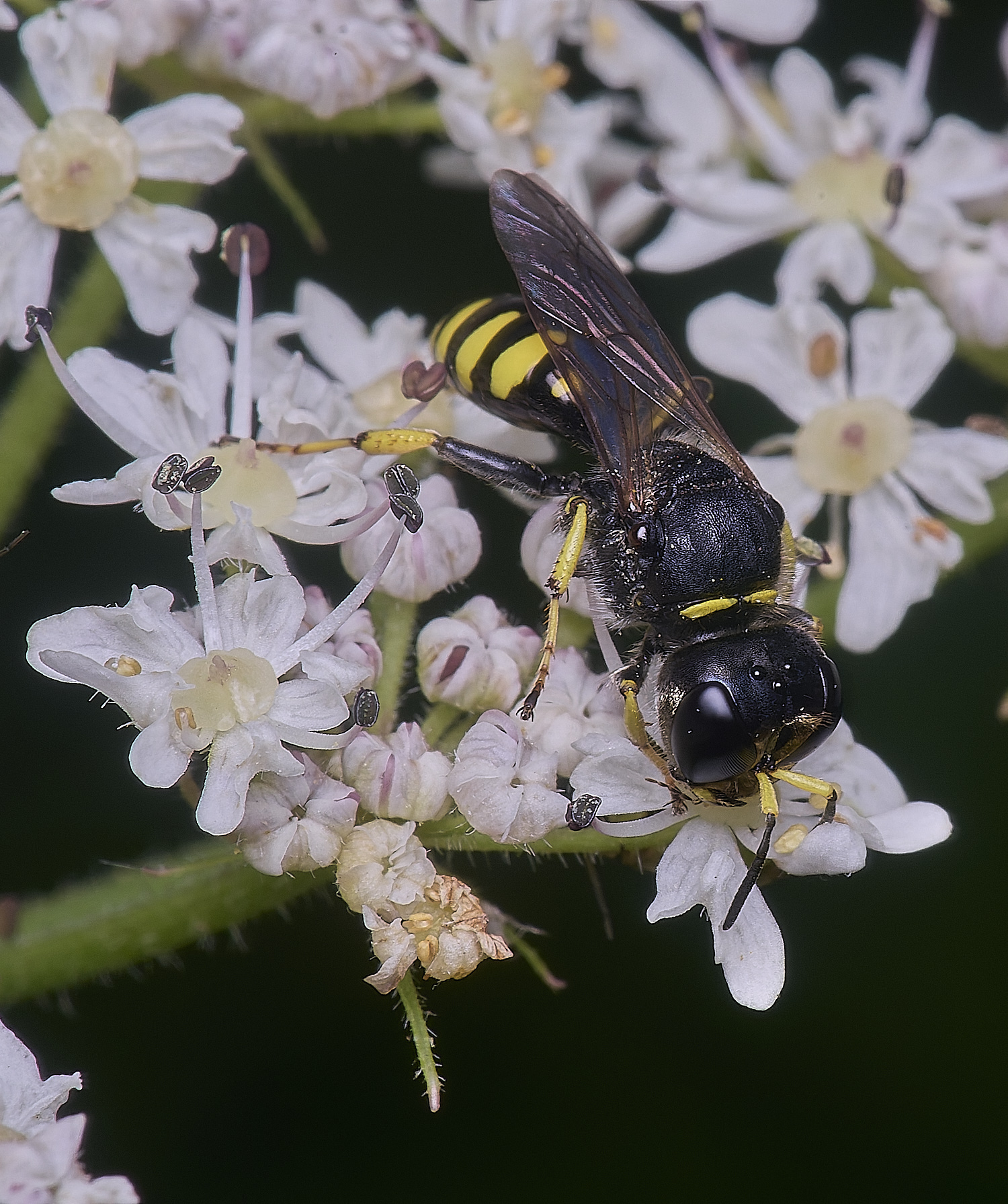 HanworthWasp180725-3