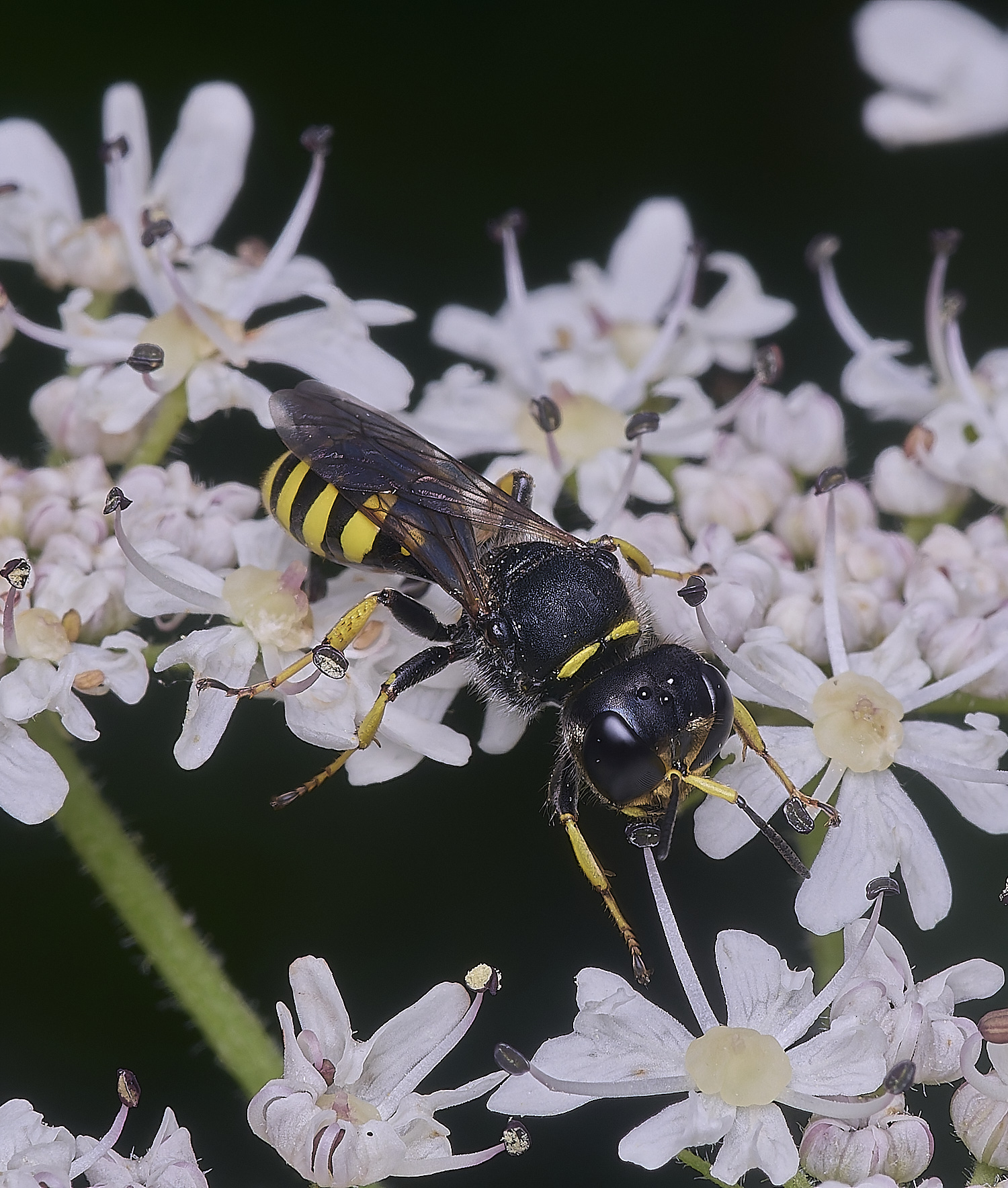HanworthWasp180725-4
