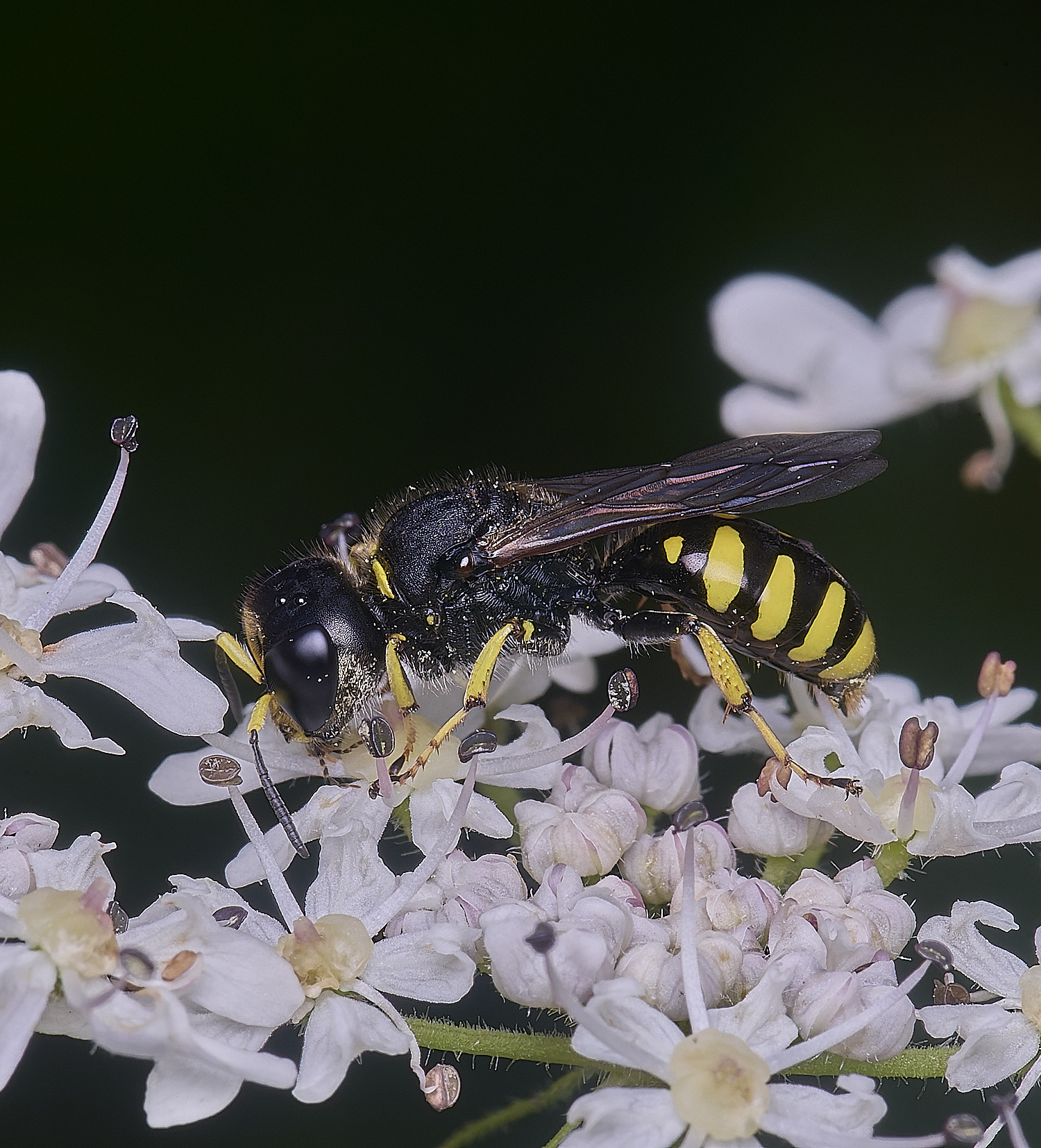 HanworthWasp180725-5