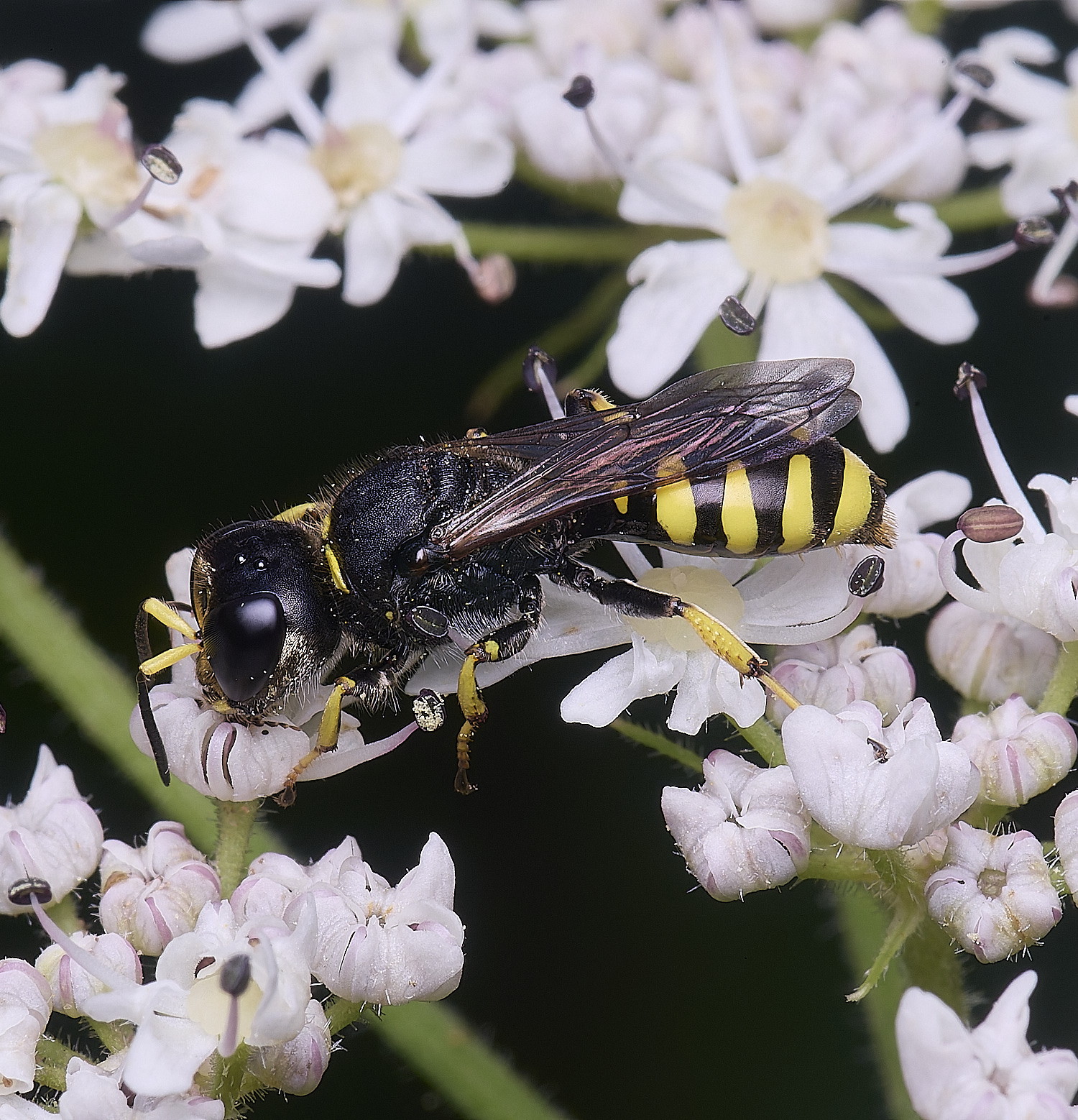 HanworthWasp180725-6