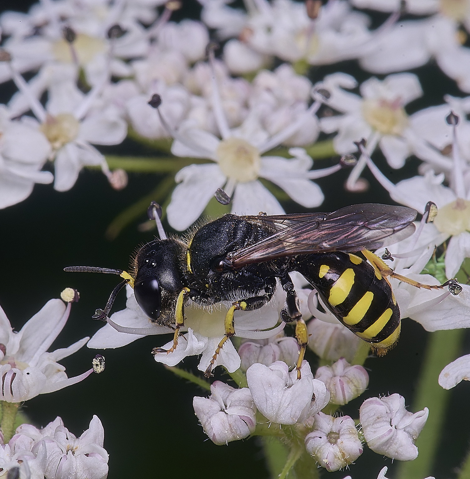 HanworthWasp180725-7