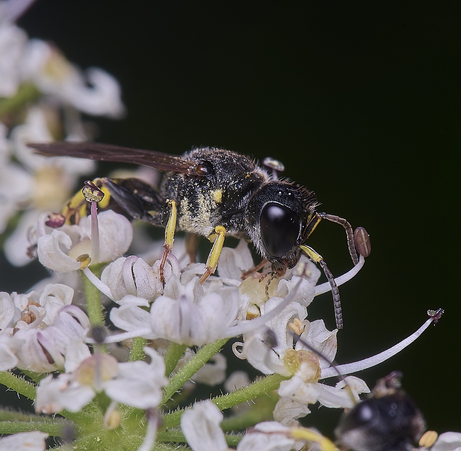 HanworthWasp180725-8