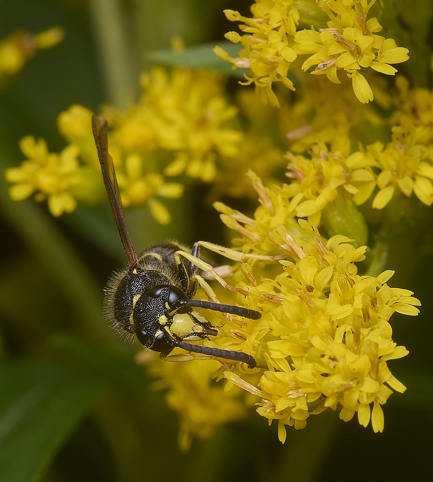 HanworthWasp210725-12