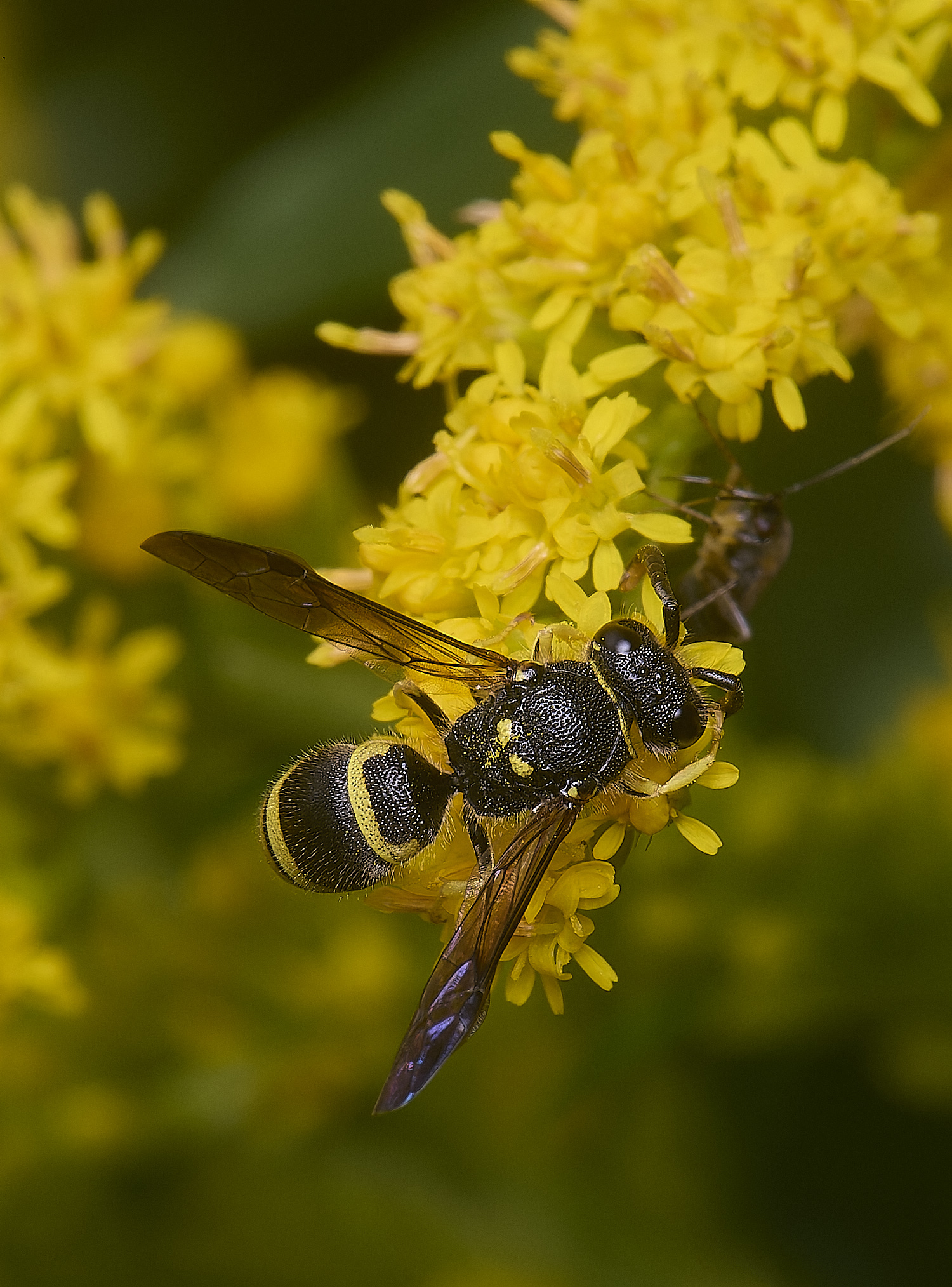 HanworthWasp210725-14