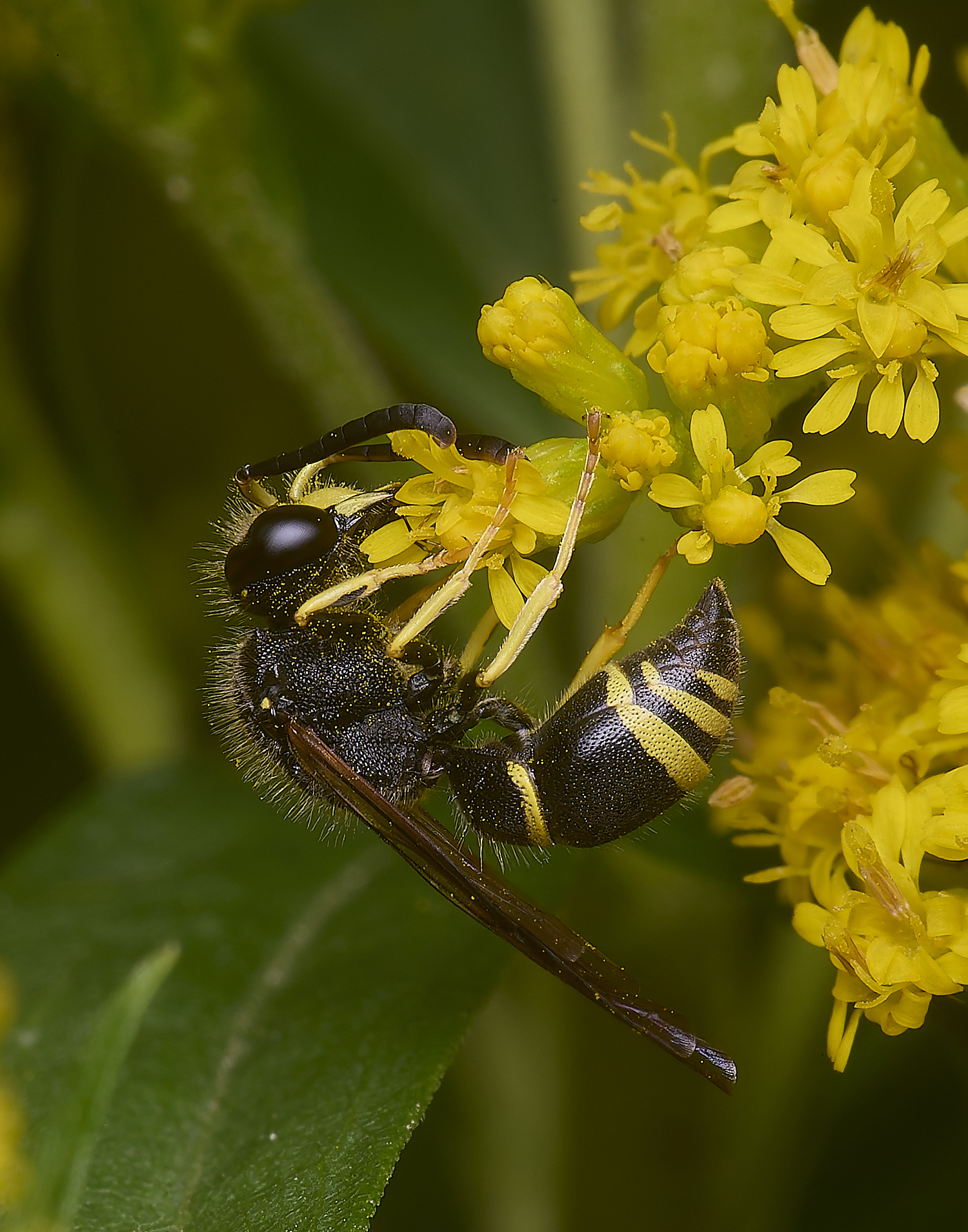 HanworthWasp210725-17