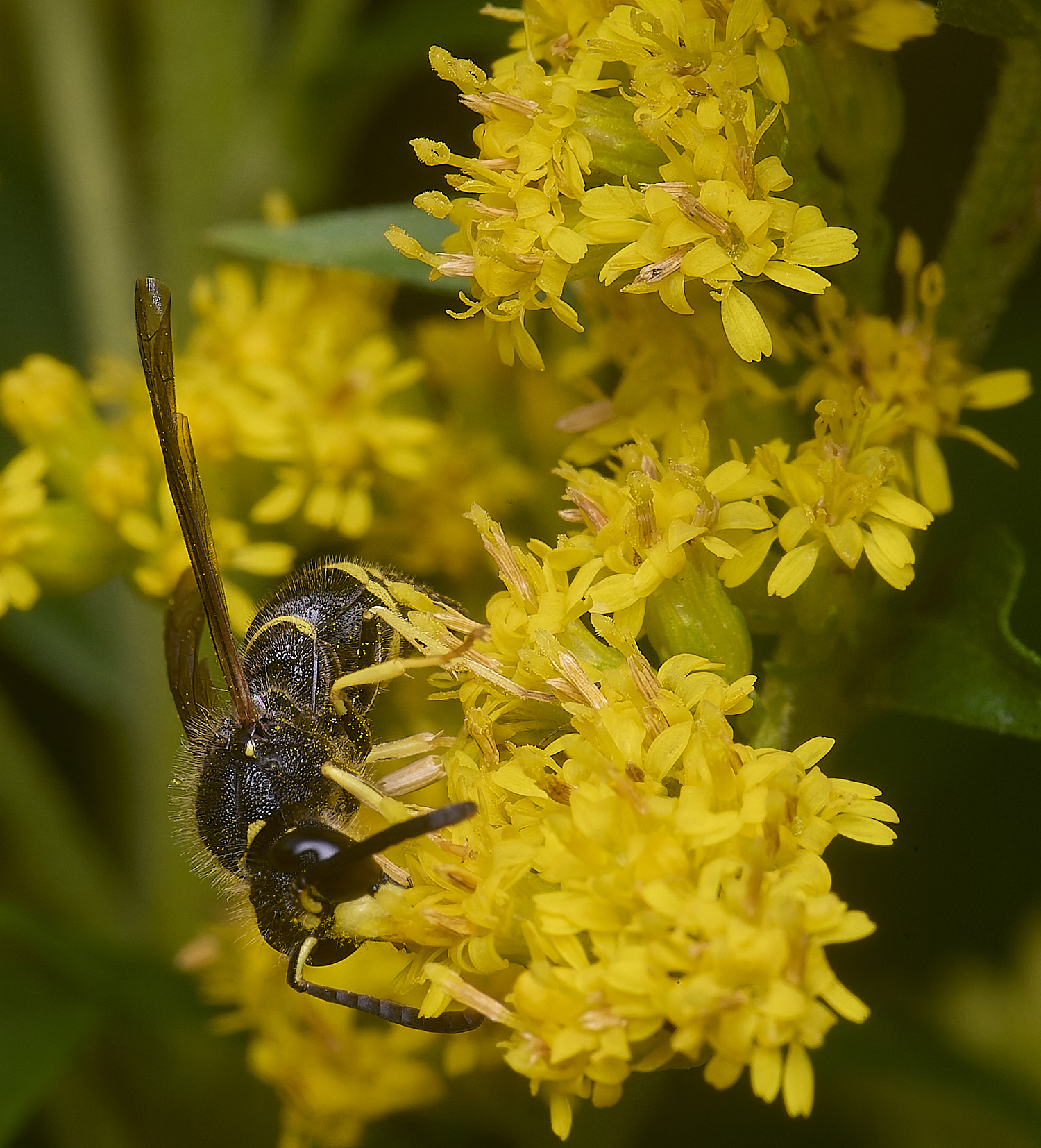 HanworthWasp210725-19