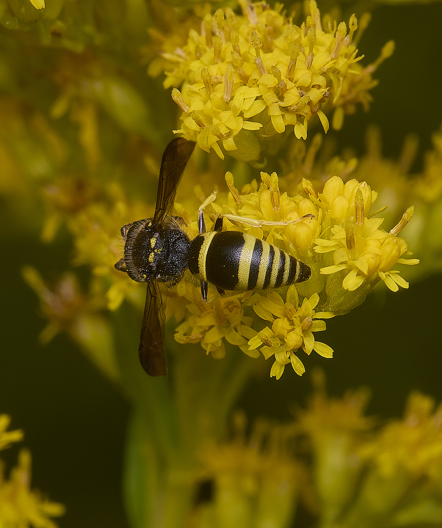 HanworthWasp210725-6
