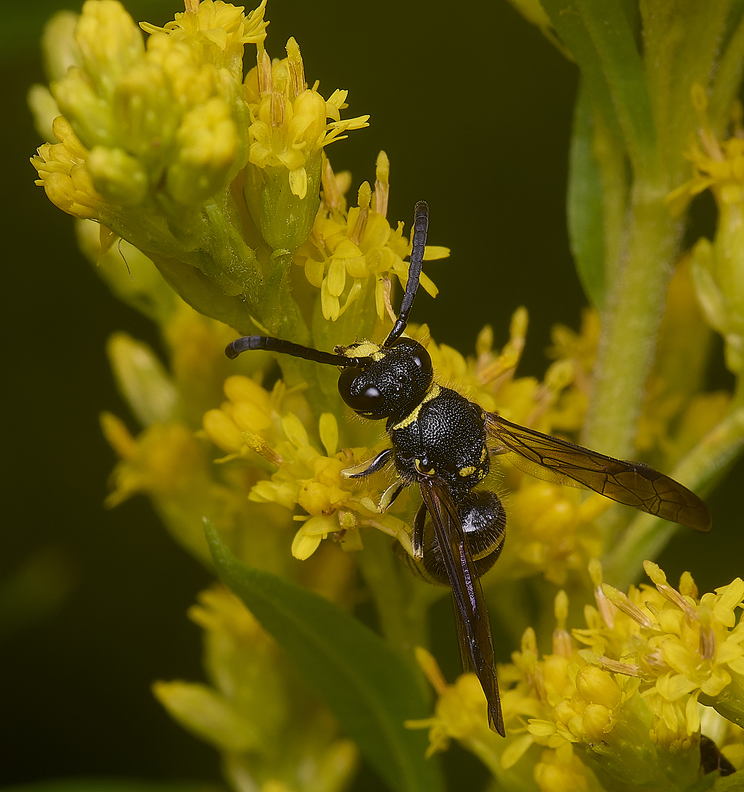 HanworthWasp210725-7