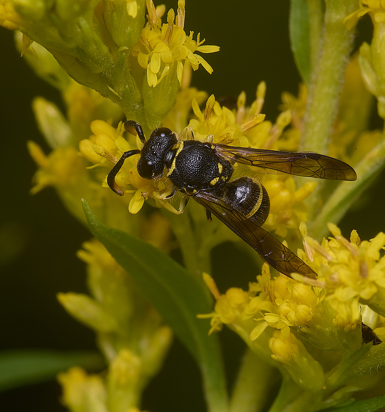 HanworthWasp210725-8