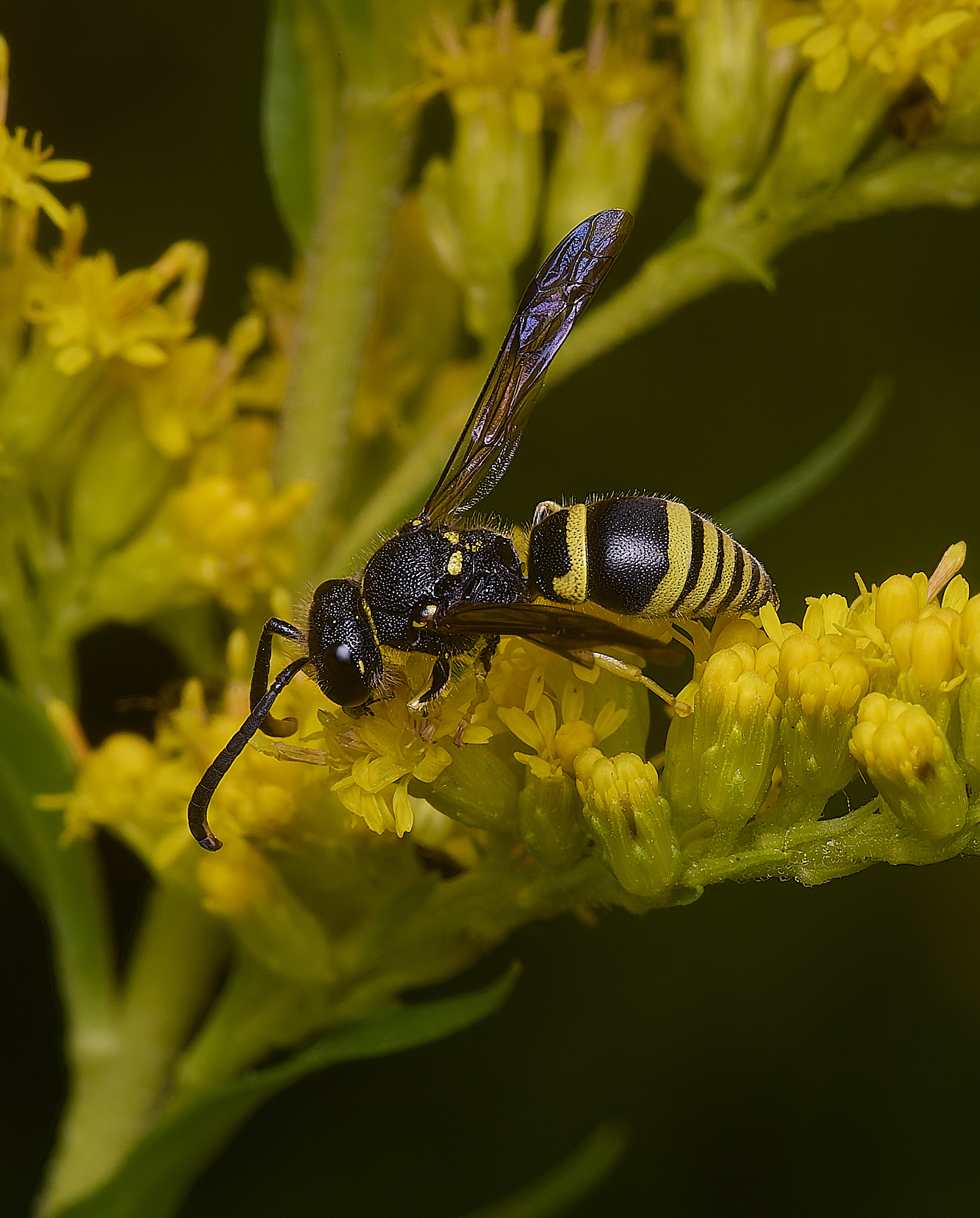 HanworthWasp210725-9